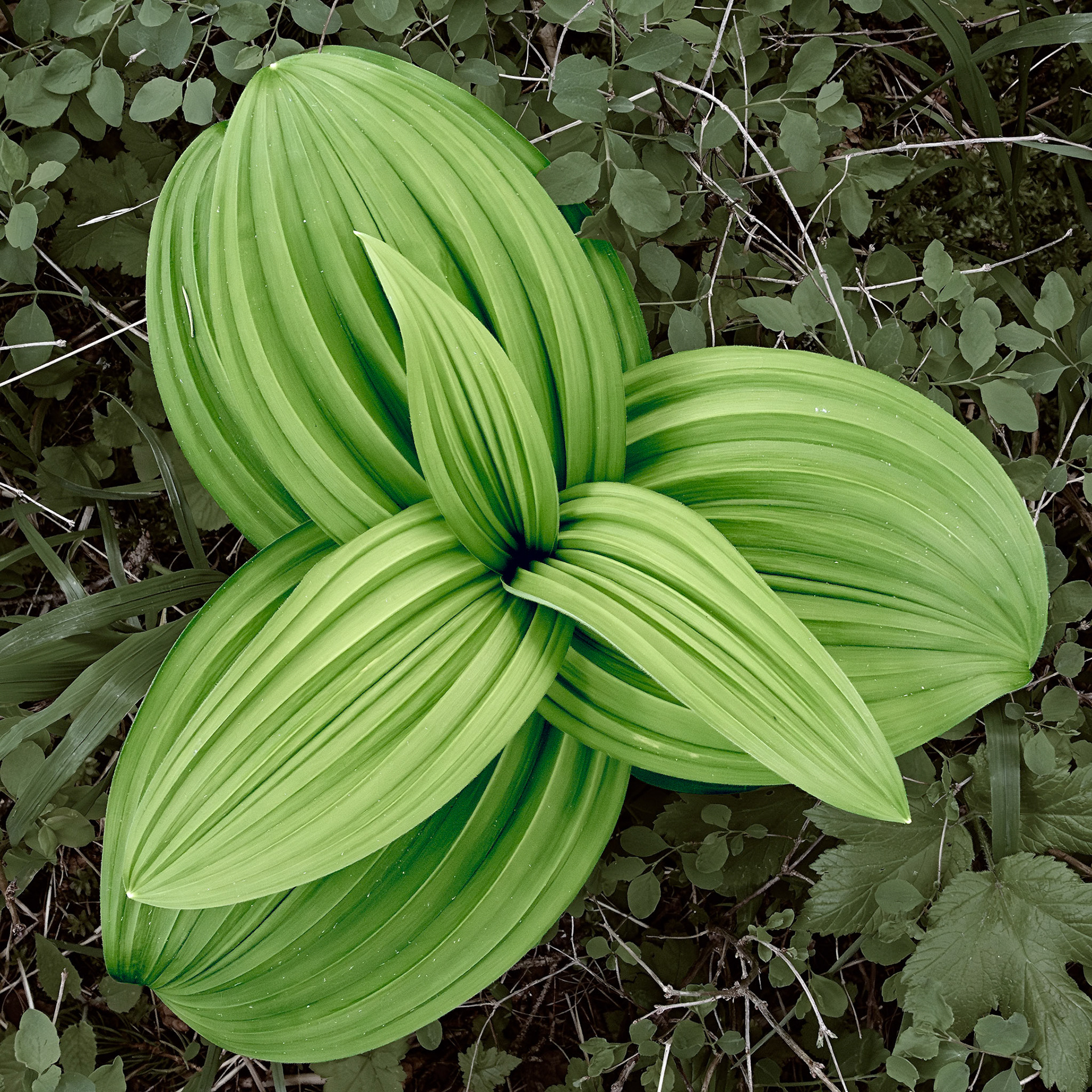 Glacier N.P. June2024