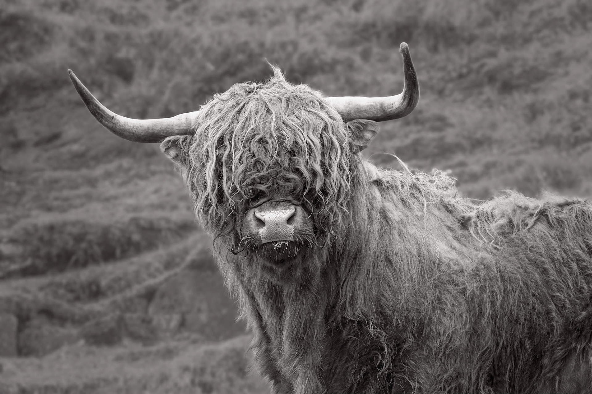 Mr. Cuddles, Vagar FaroeIslands April2022