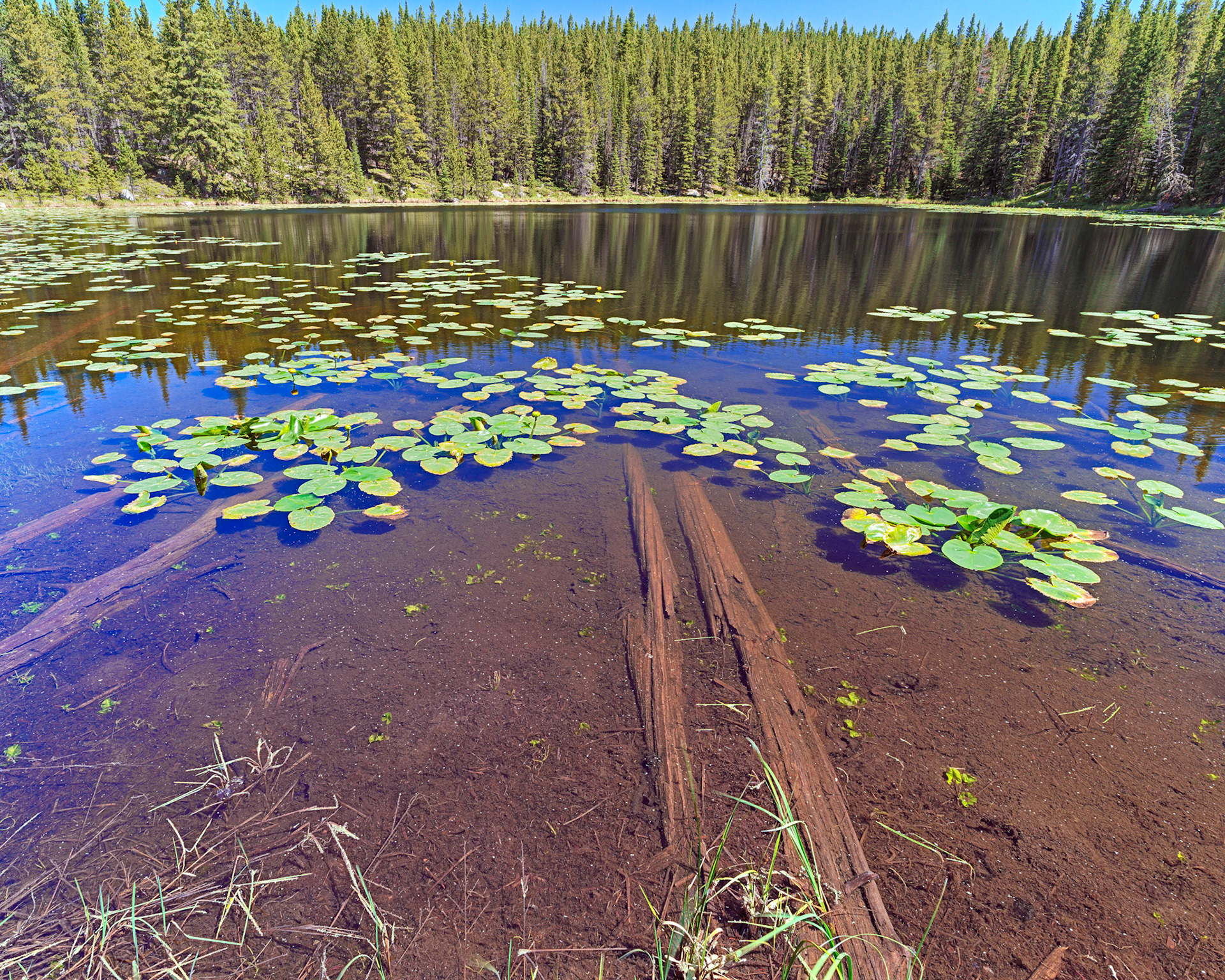 Bighorn Mtns WY, June 2021