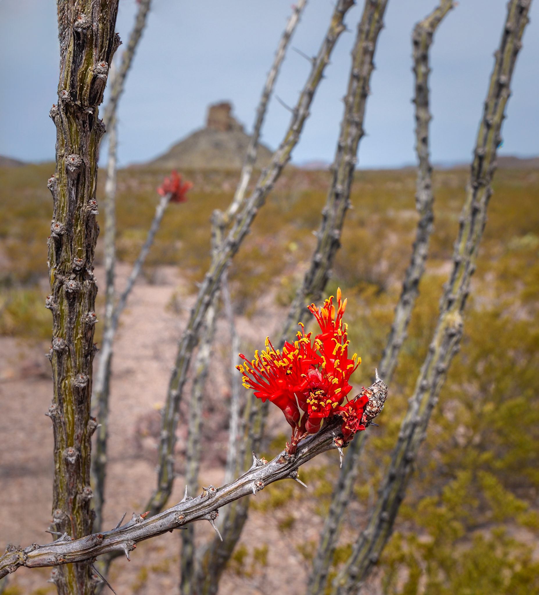 Ocotillo, Big Bend April2024