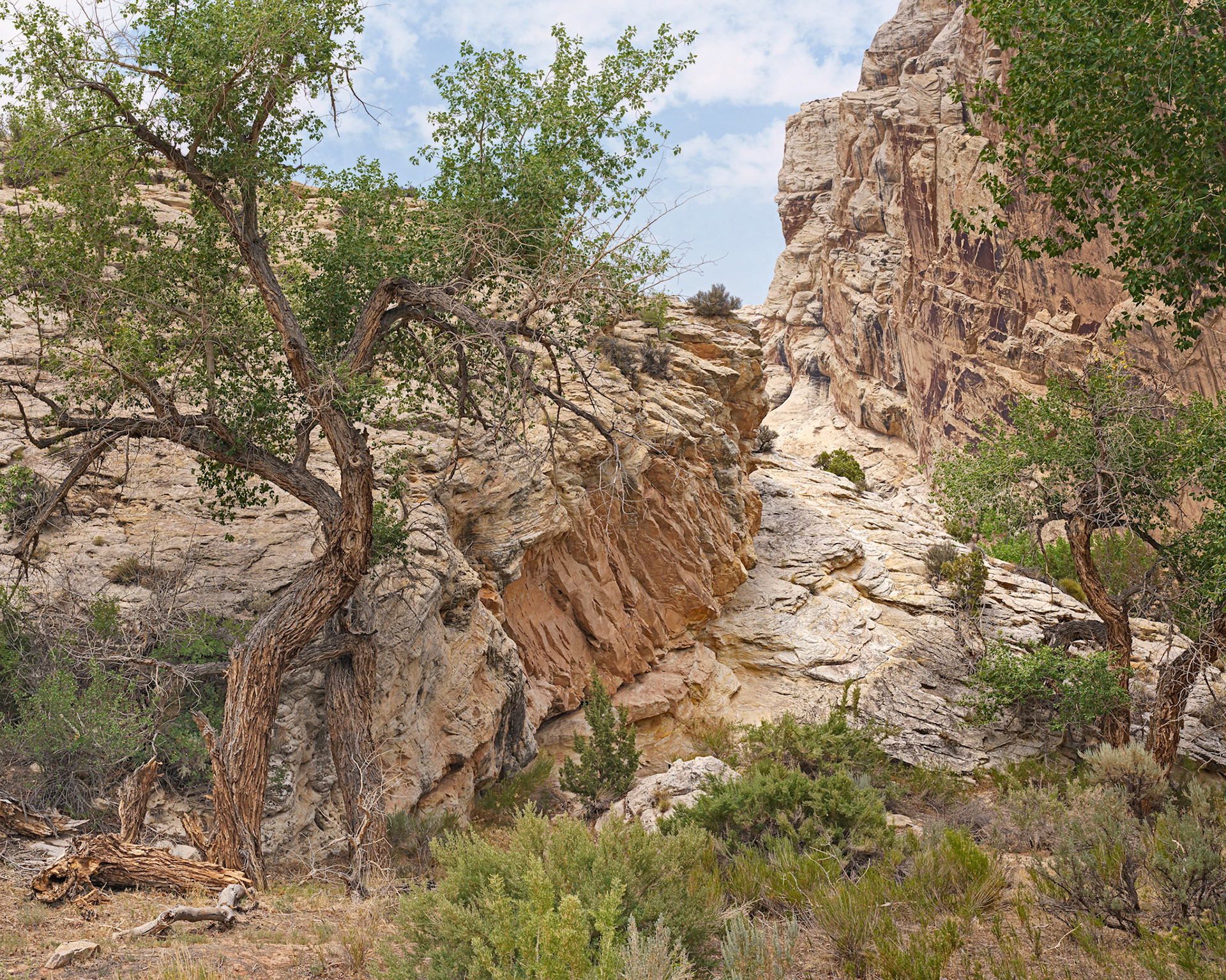 Dinosaur NM, July 2021