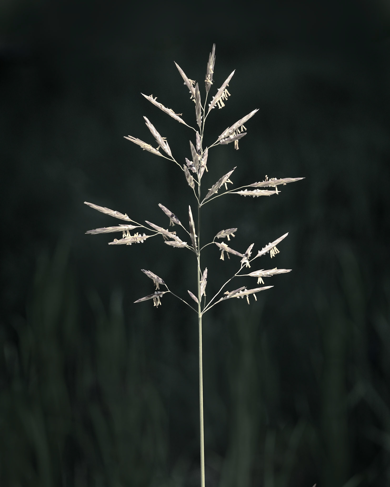 Roundezvous CheatGrass, June2026