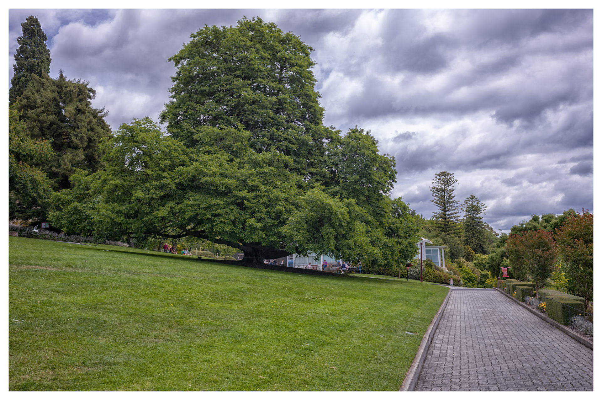 I use to think that some trees in Southern California were big until I came to Australia where trees are all so big.  This example is in the Hobart Botanical Gardens Tasmania, Australia.