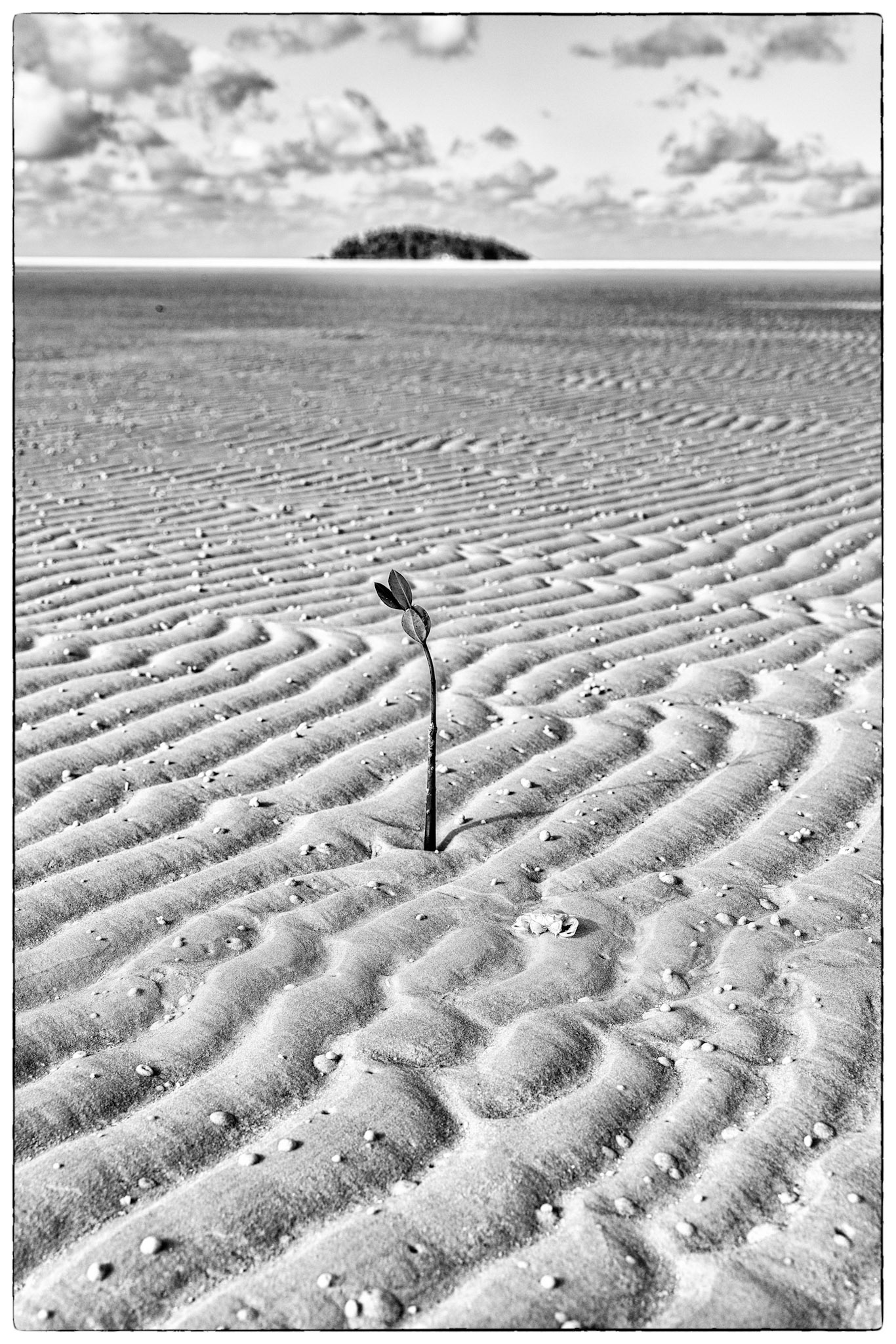 Low tide in the Whitsunday Islands left this lonely plant longing for his distant friends on the island in the distant background.