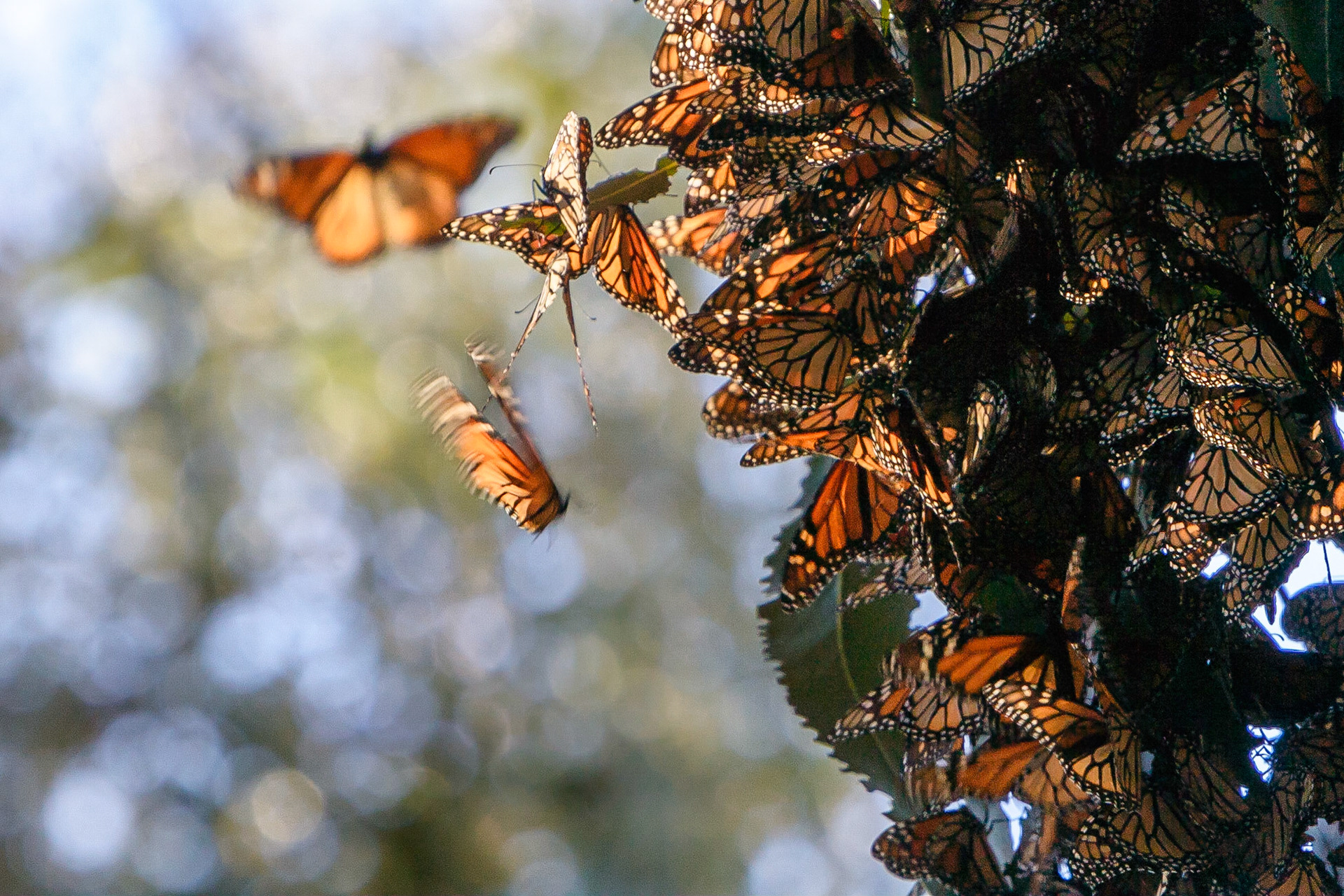 The Monarch Butterfly's journey can be up to 1,000 miles along the west coast of the US and Mexico.  This particular cluster was in Goleta, California.
