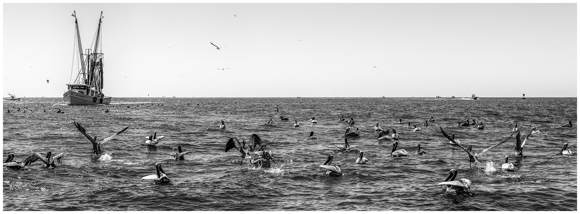 Hundreds of Pelicans wait for the fishing boats to return from their fishing trips in Charleston, South Carlolina