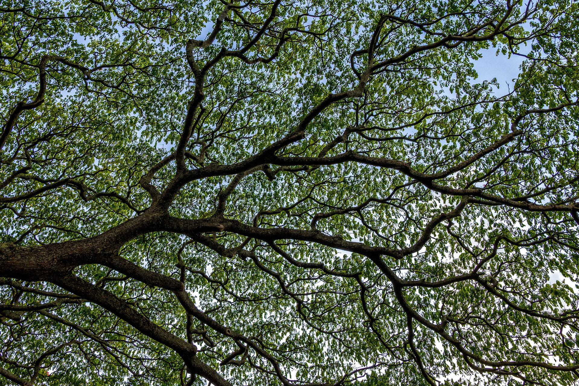 This picture is a good reminder to look up every once in a while while walking.  This photo, that maybe seems like its in a remote rainforest hike, was suprisingly taken in a hotel parking lot.  It reminds me of a MRI of the heart.