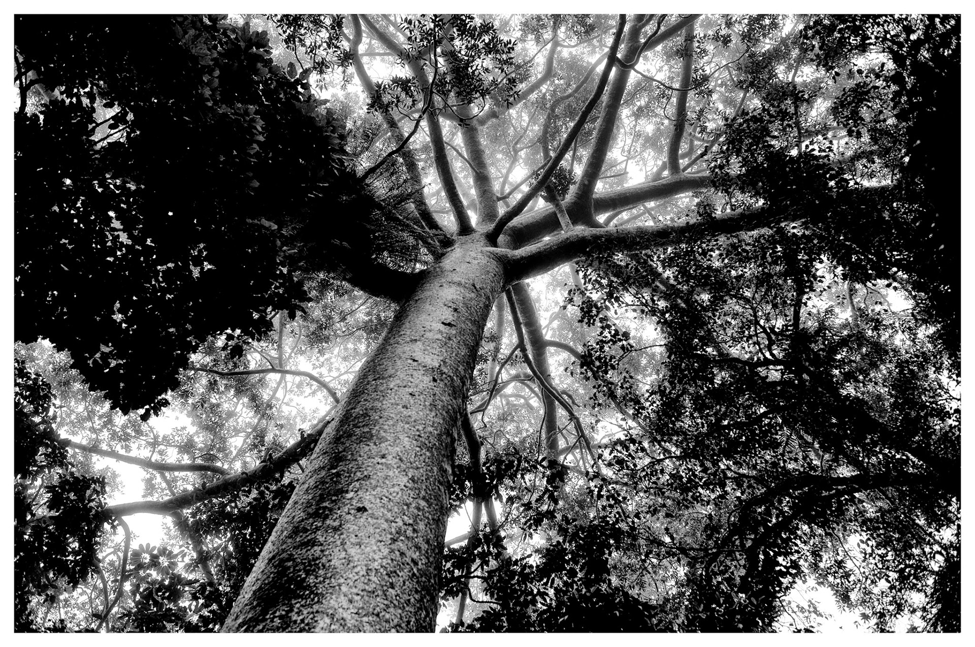 This massive tree in the rainforest near Kuranda feels like cement to the touch.  The Kauri Pine is a member of an ancient Australian family with fossils dating back epochs to the Jurassic period. It has survived the rise and fall of the dinosaurs and the massive diversification of the flowering plants. They are thought to live for several hundred years.