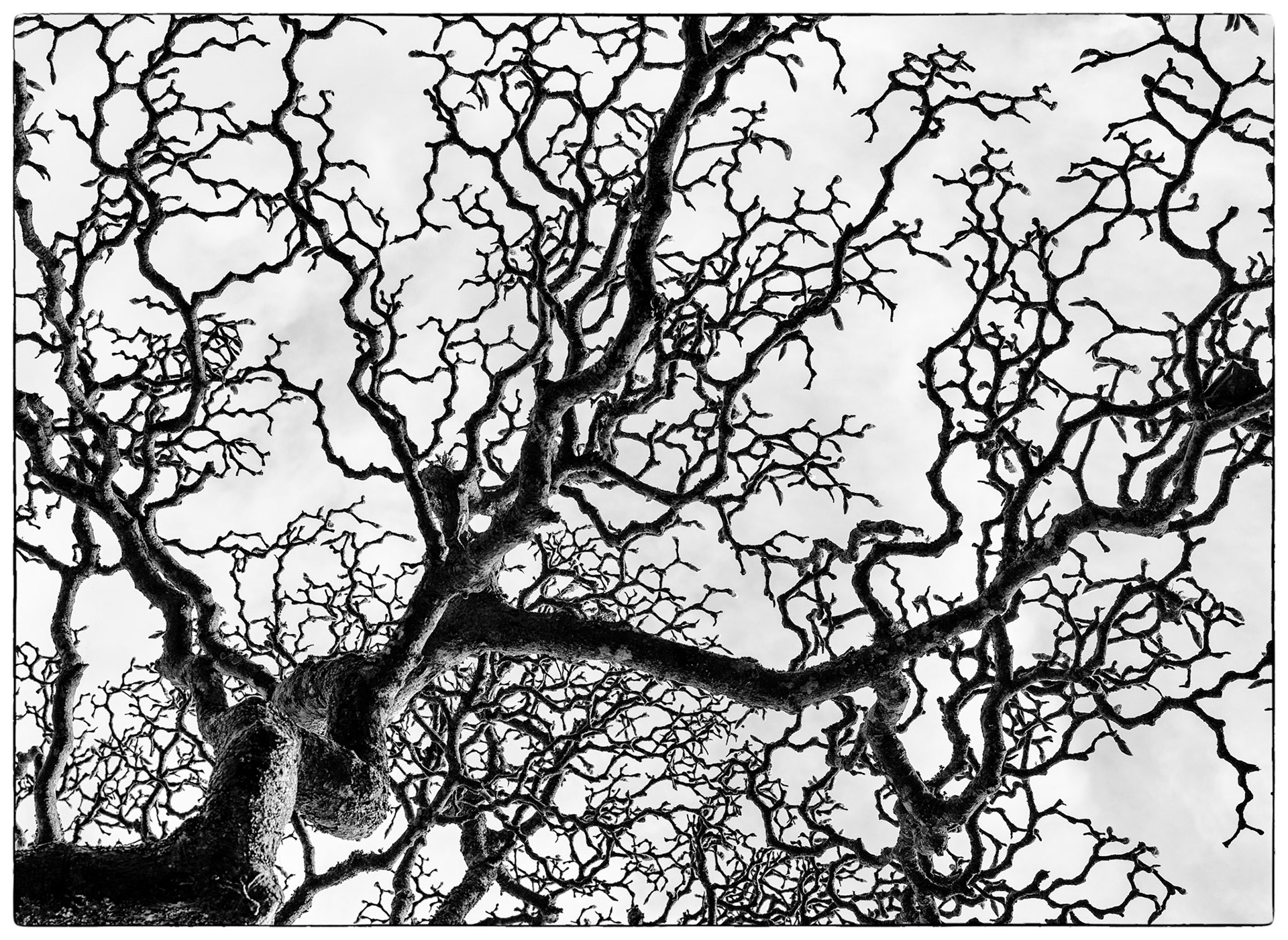 These tree branches left bare through the winter months look like cracking ice to me.  Found in Albert Park Auckland, New Zealand.