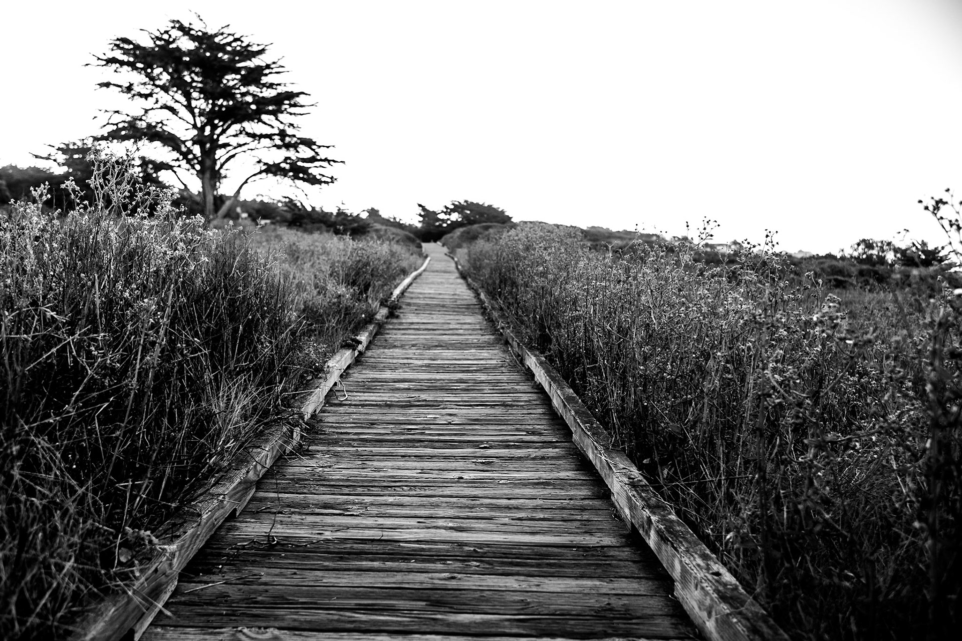Let your imagination take you down the path of life.  This wooden boardwalk in Cambria, California provides a great opportunity to walk the coast in this quaint seaside village in Northern California.  The name Cambria, chosen in 1869, is the Latin name for Wales. Cambria is situated amidst Monterey pines in one of only three such native forests.