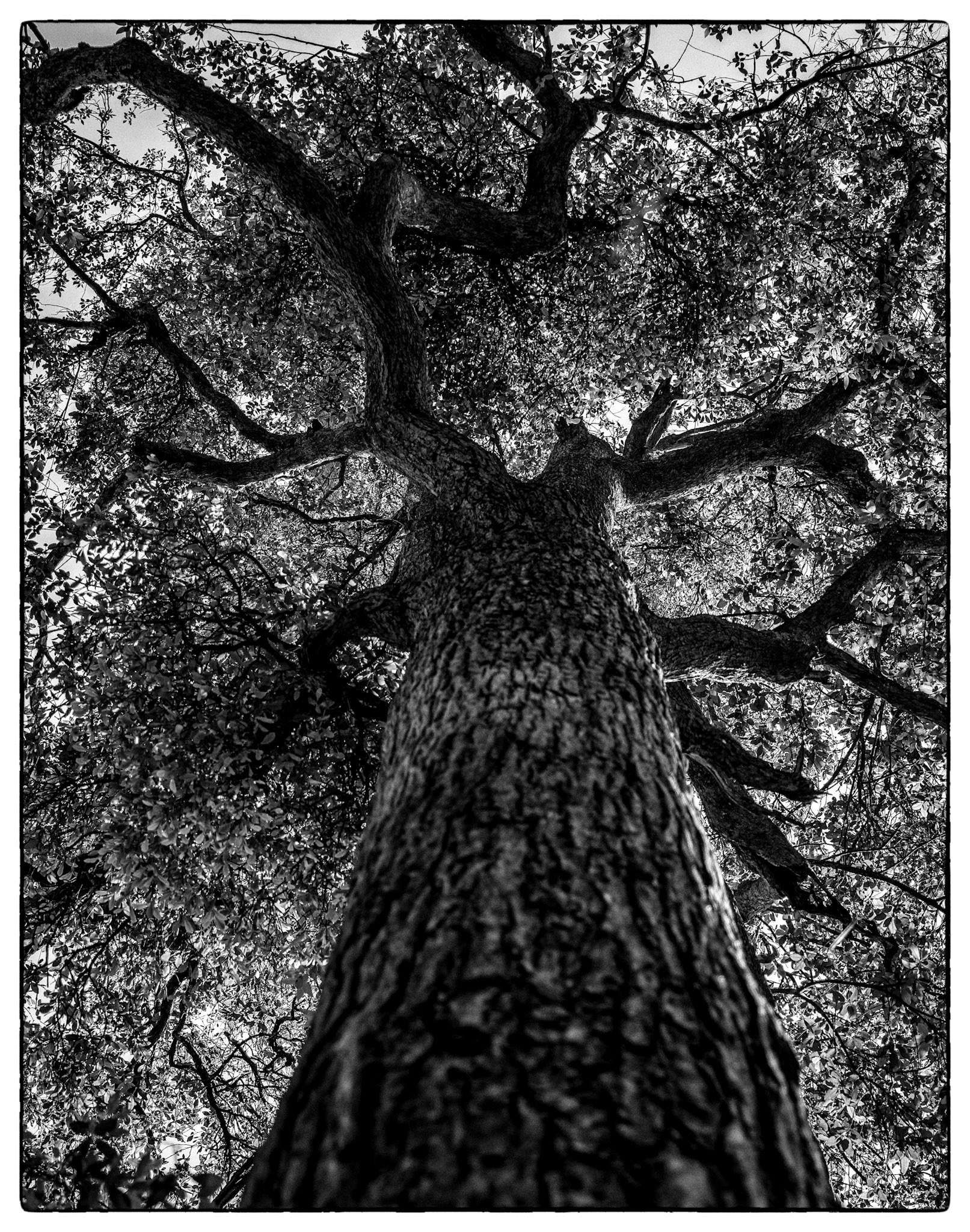 Another example of taking a minute to look up when adventuring.  This massive tree in the Blue Mountains near Sydney, Australia provided great shade while hiking on a hot day in the incredibly accessible national park.