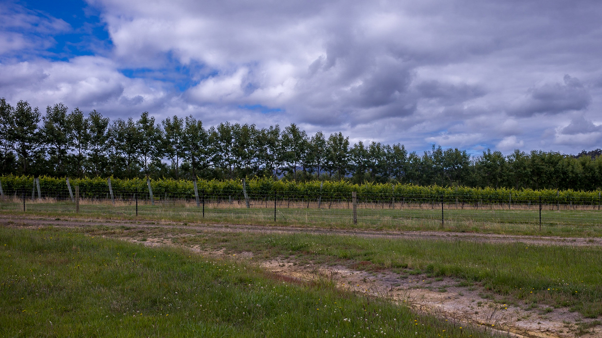 Simple landscape containing rows of grape vines protected from wind prone landscape by line of trees.  Devil's Corner Winery, in Tasmania, Australia.