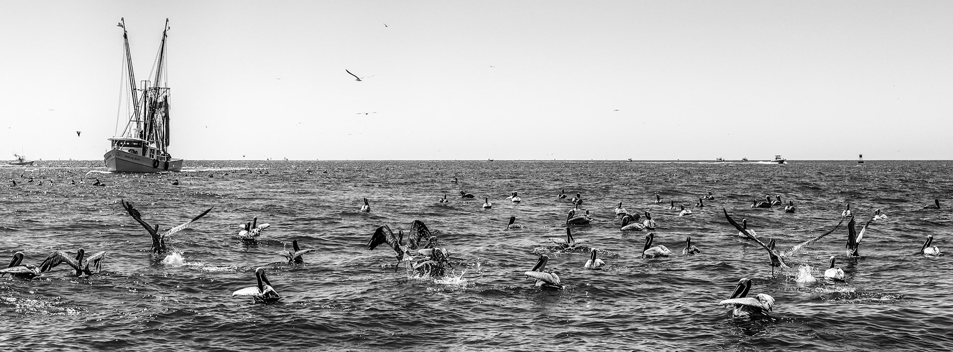 Hundreds of Pelicans wait for the fishing boats to return from their fishing trips in Charleston, South Carlolina