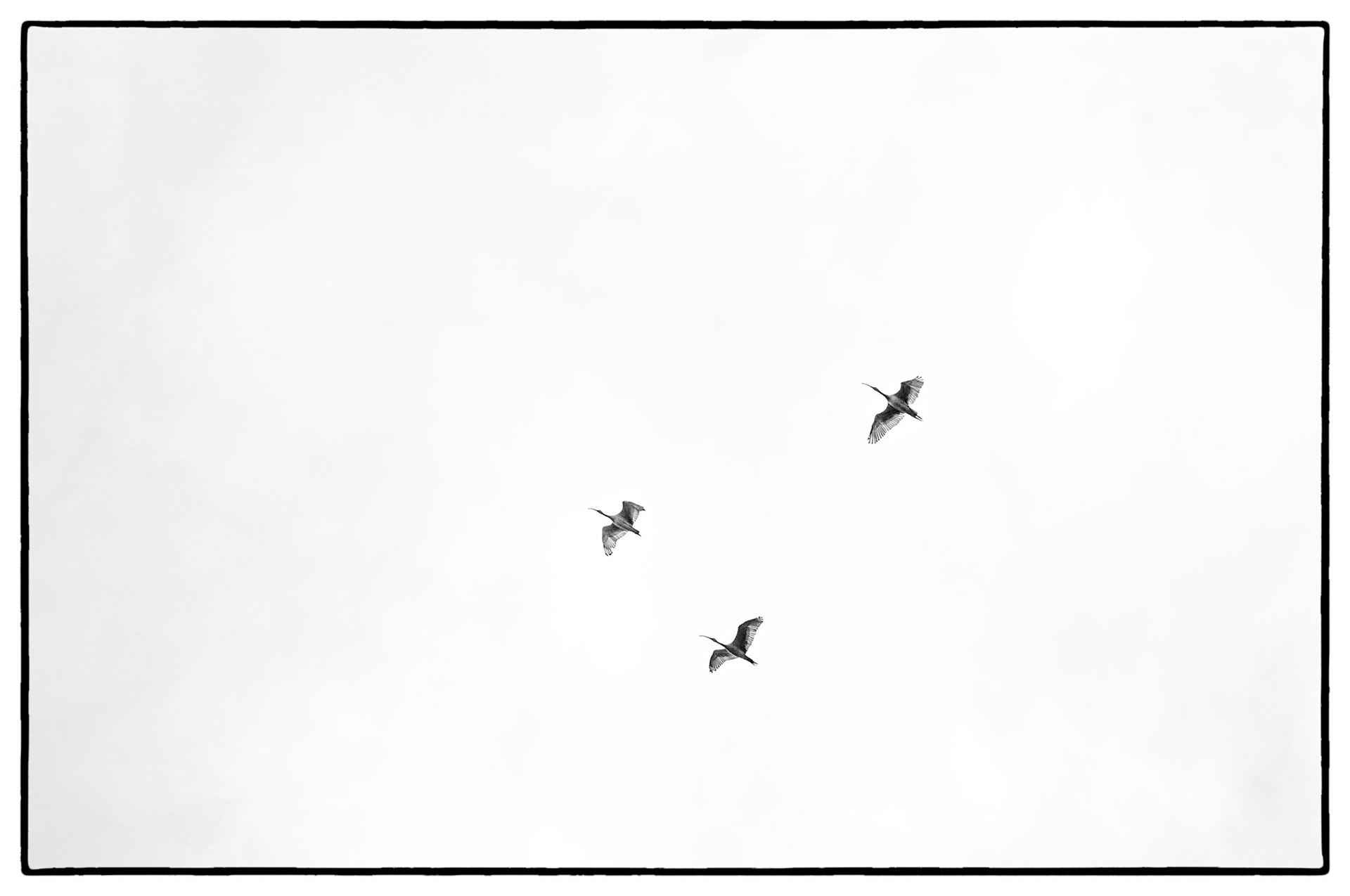 Flock of Bin Chickens