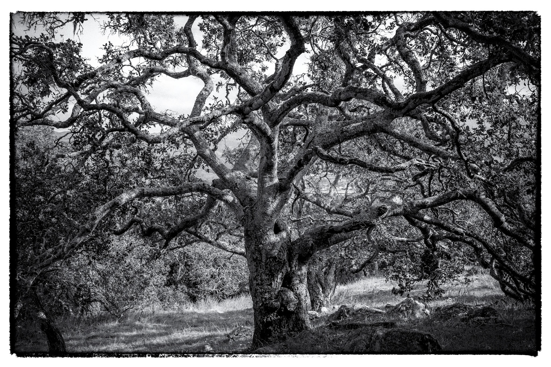 The landscape in Northern California is beautifully painted with oak trees that have so much unique character.