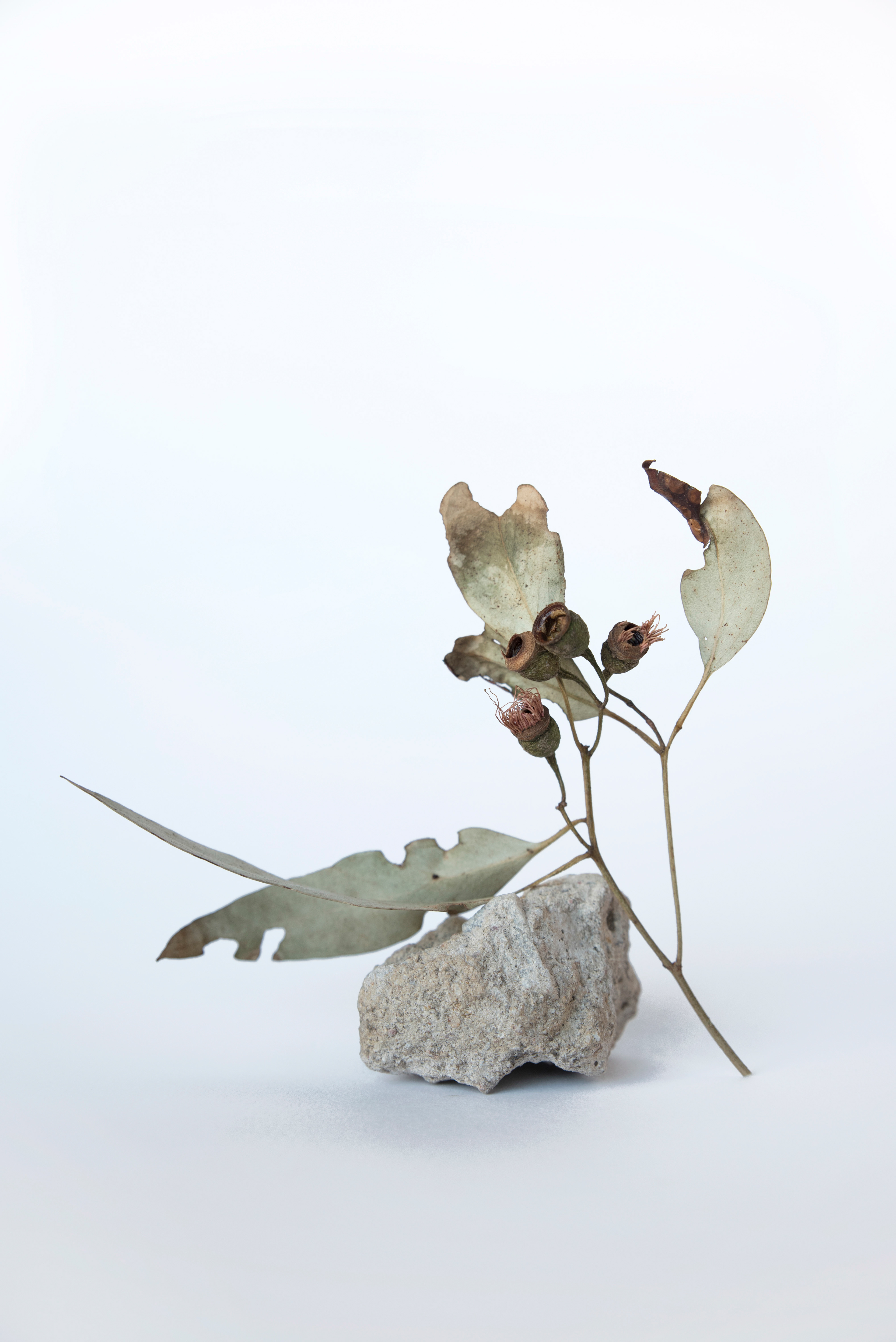 Title: Balance Medium: Photographic Print Dimensions: 8x12 inch edition of 5+2AP $100