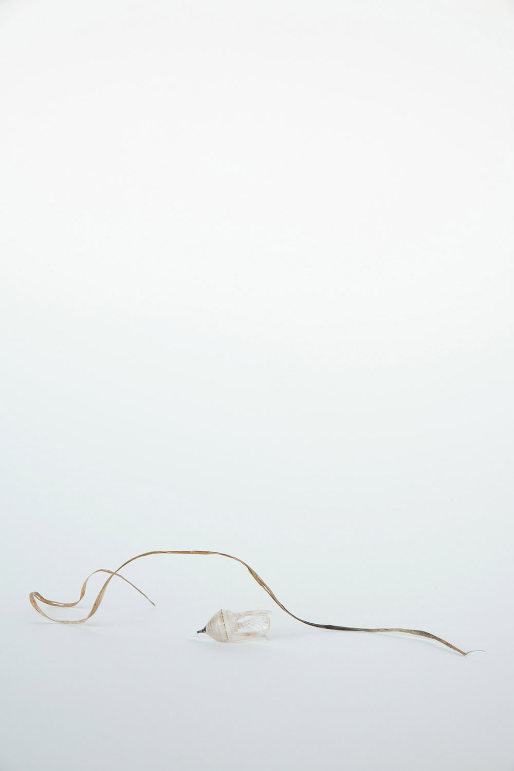 Title: Thread Medium: Photographic Print Dimensions: 8x12 inch edition of 5+2AP $100