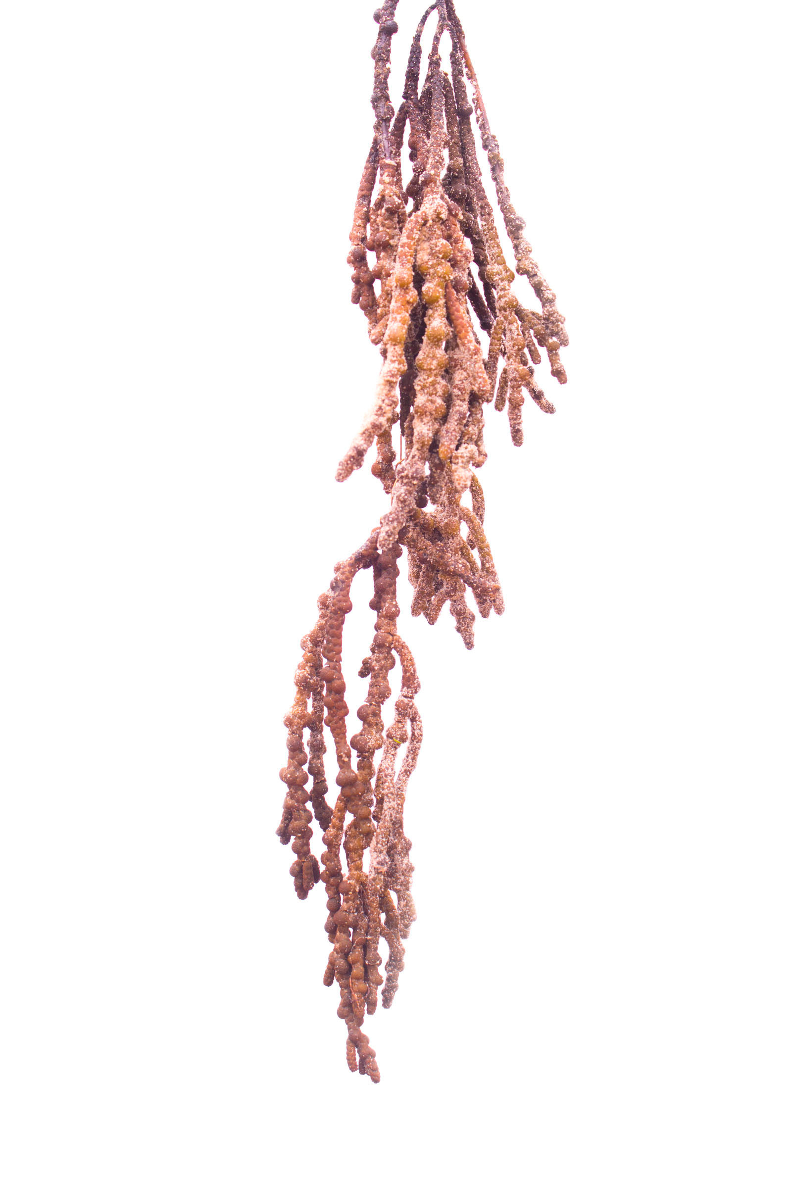 Title: Grain of Sand #1 Medium: Photographic Print On Cotton Rag Unframed $ 150 2015 Edition of 2 +2AP 1 edition available