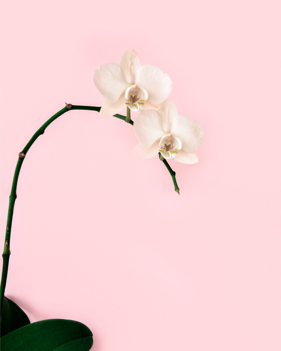 Title: Orchid Print Medium: Photographic Print On 12 x 18 inch Unframed $100 2019 Custom size available upon request