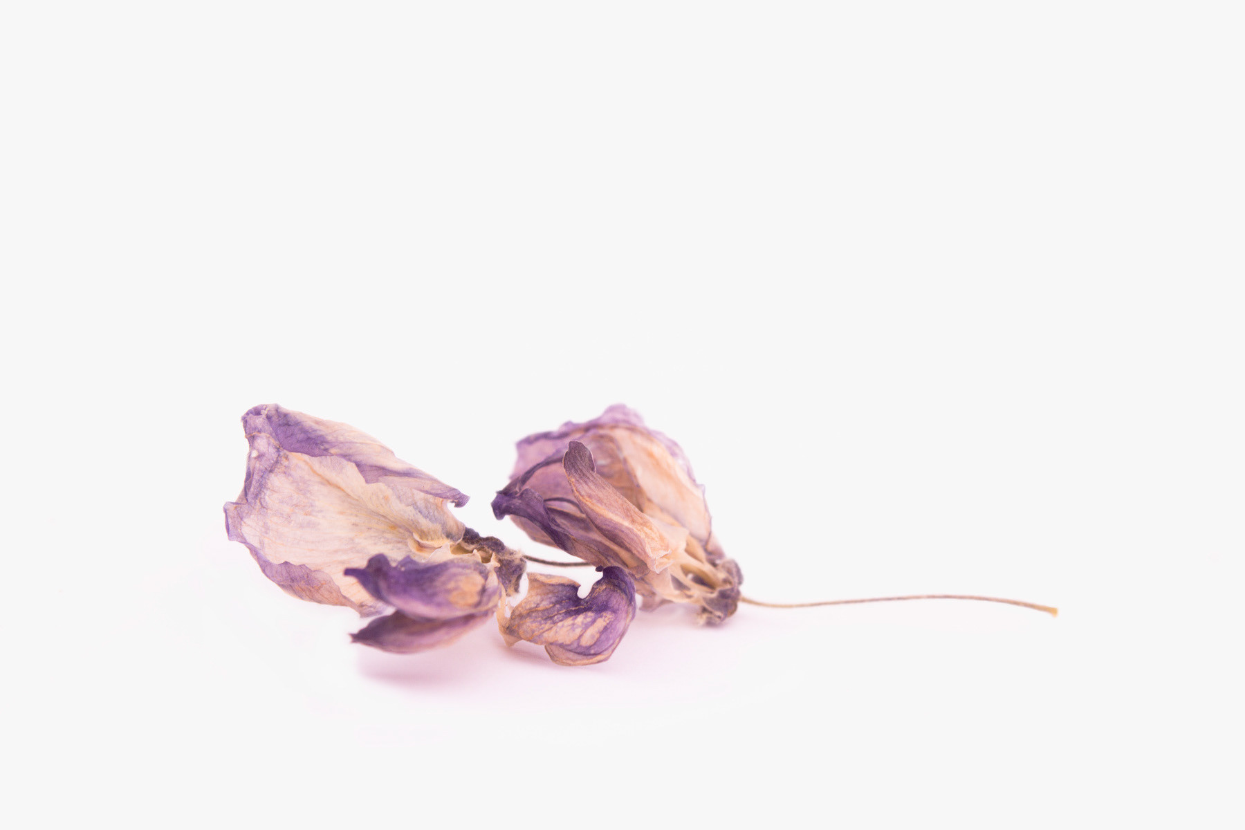 Title: Lilac Breath Medium: Photographic Print on Cotton Rag Unframed $ 150 2015 Edition of 2 +2AP 1 edition available