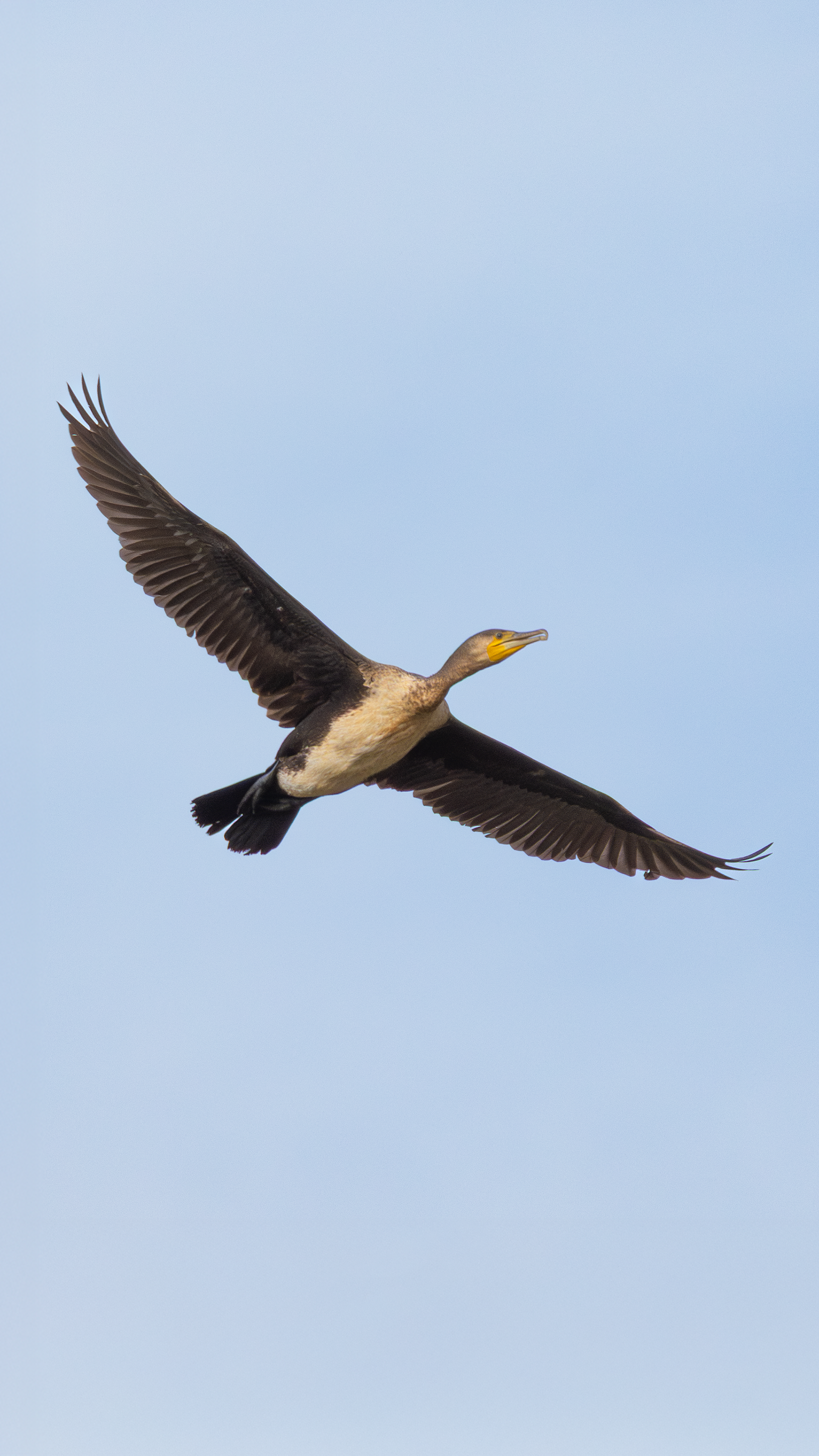 Great Cormorant — Canon R7 + EF 100–400mm @400mm · f/5.6 · 1/1600 · ISO 400