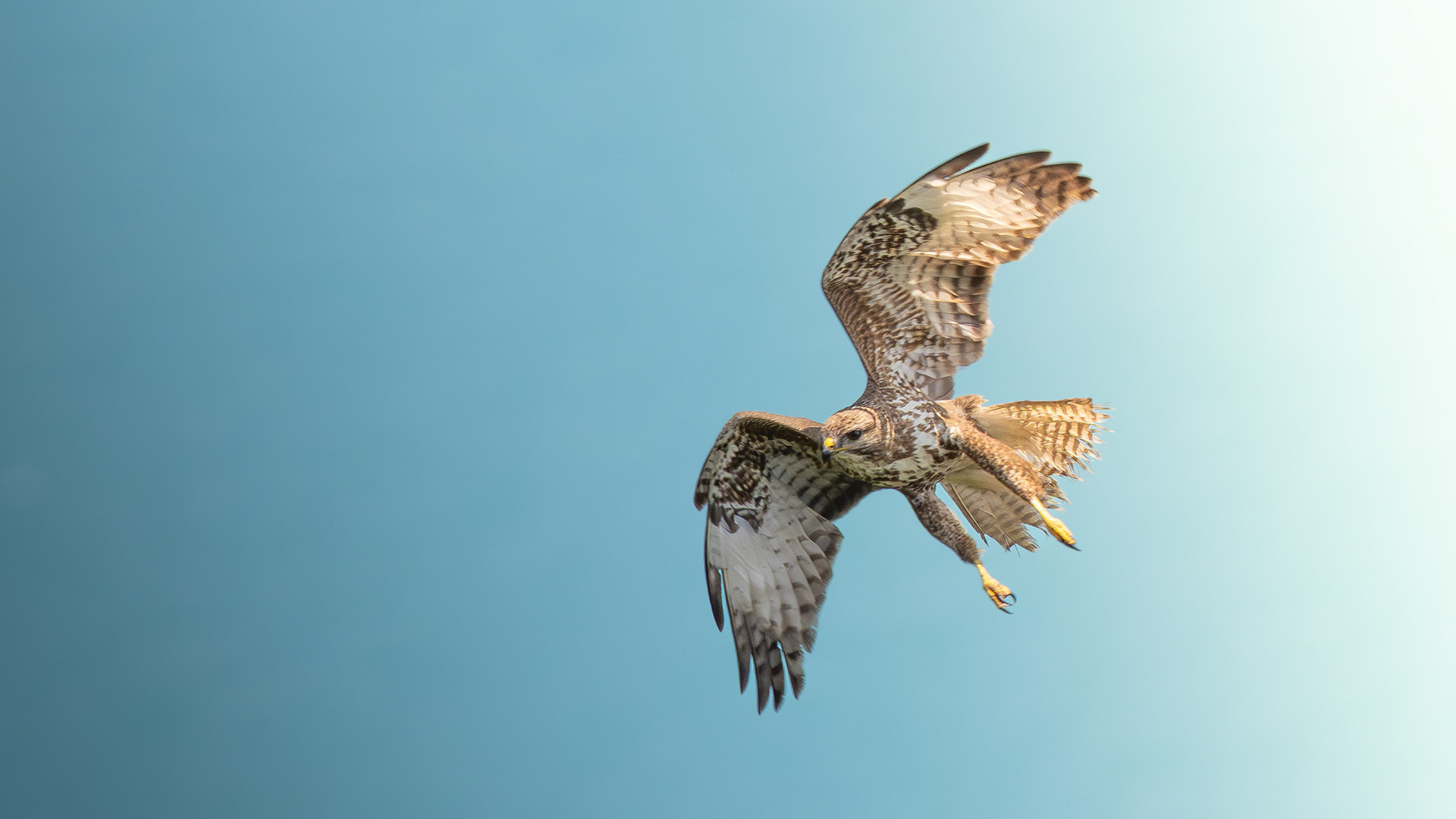 Common Buzzard — Canon R7 + EF 100–400mm @400mm · f/8 · 1/1600 · ISO 640