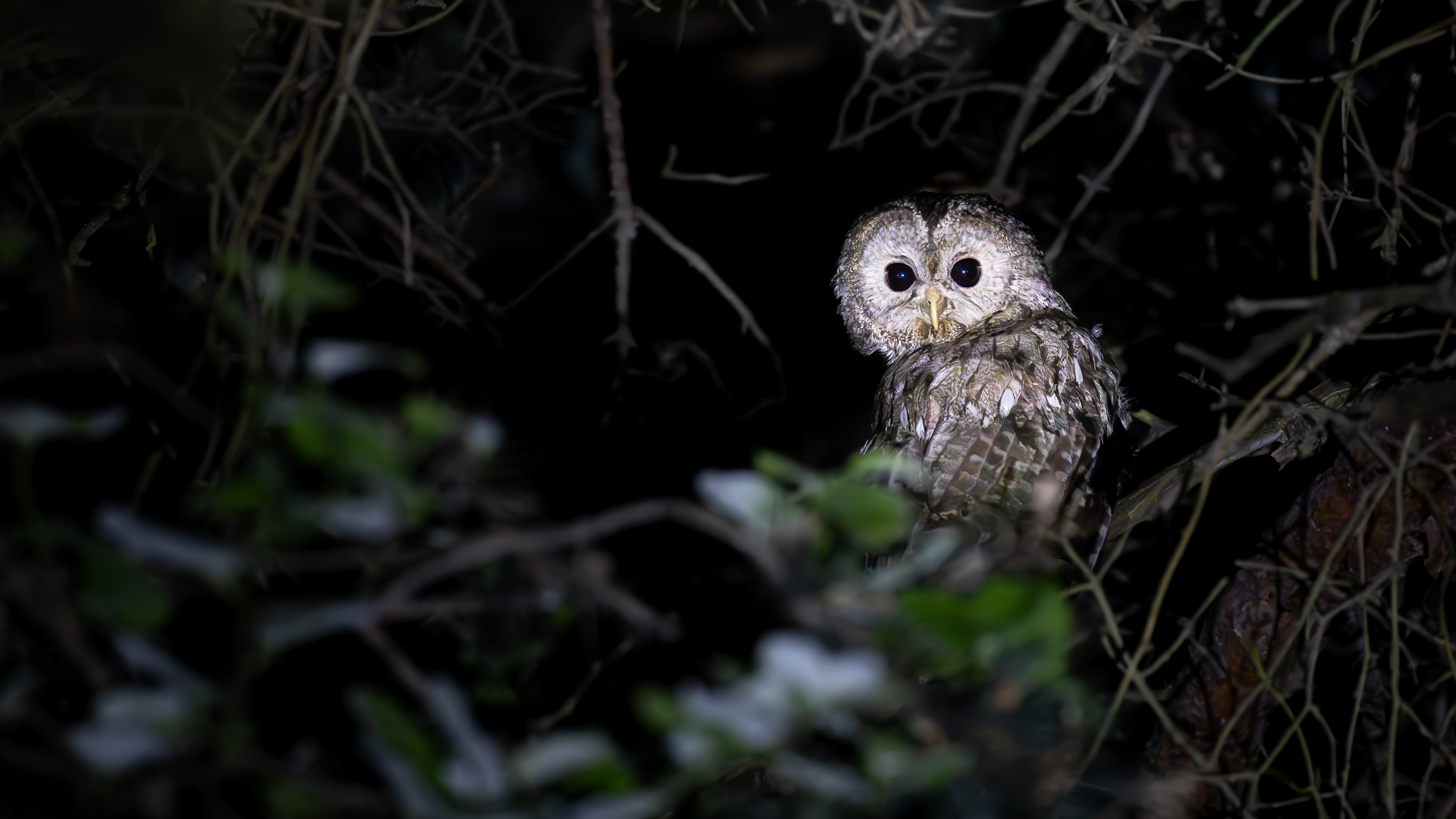 Tawny Owl — Canon R7 + EF 100–400mm @400mm · f/5.6 · 1/100 · ISO 32000