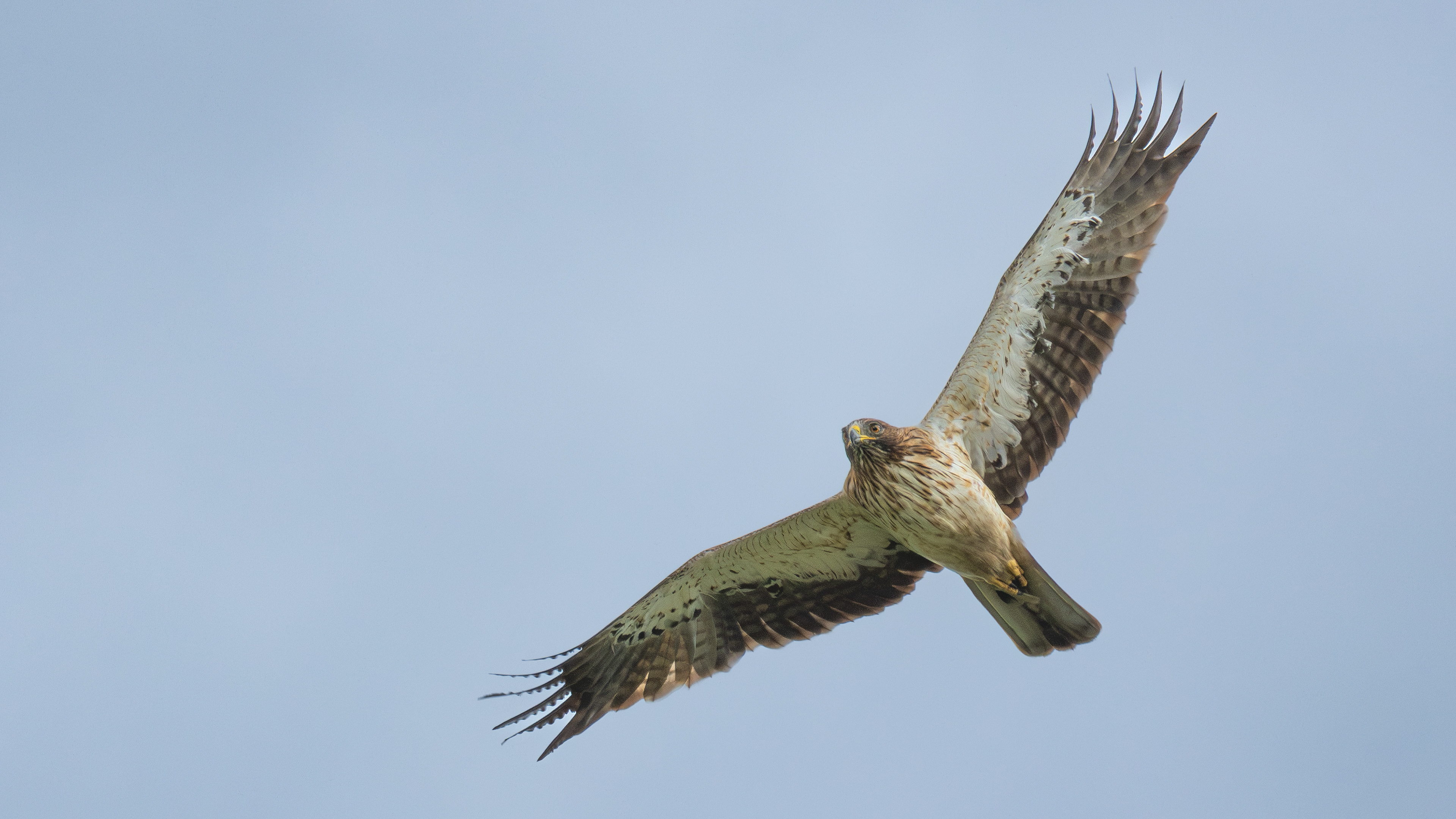 Booted Eagle — Canon R7 + EF 100–400mm @400mm · f/7.1 · 1/1600 · ISO 320