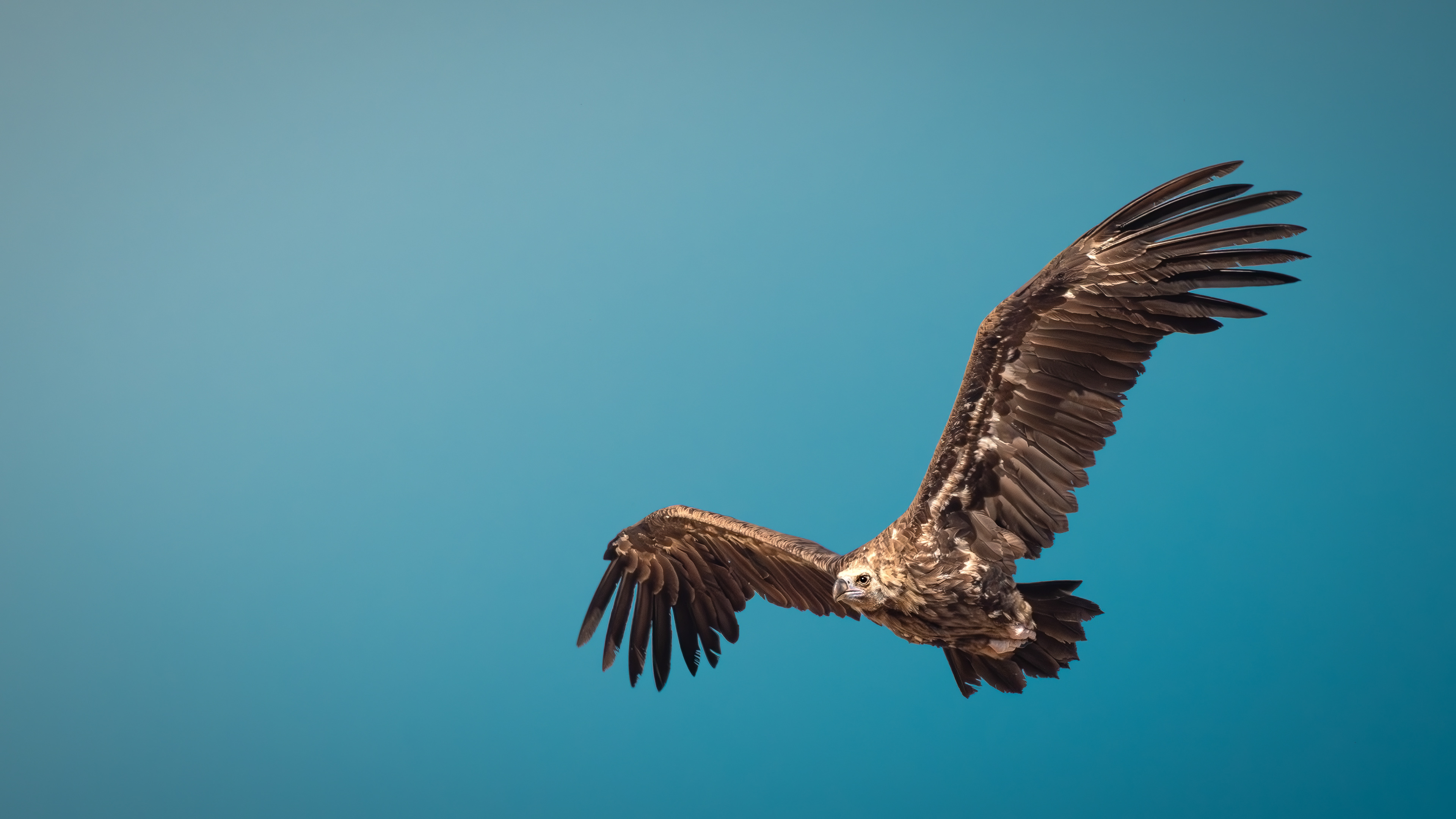 Cinereous Vulture — Canon R7 + EF 100–400mm @400mm · f/8 · 1/2500 · ISO 640