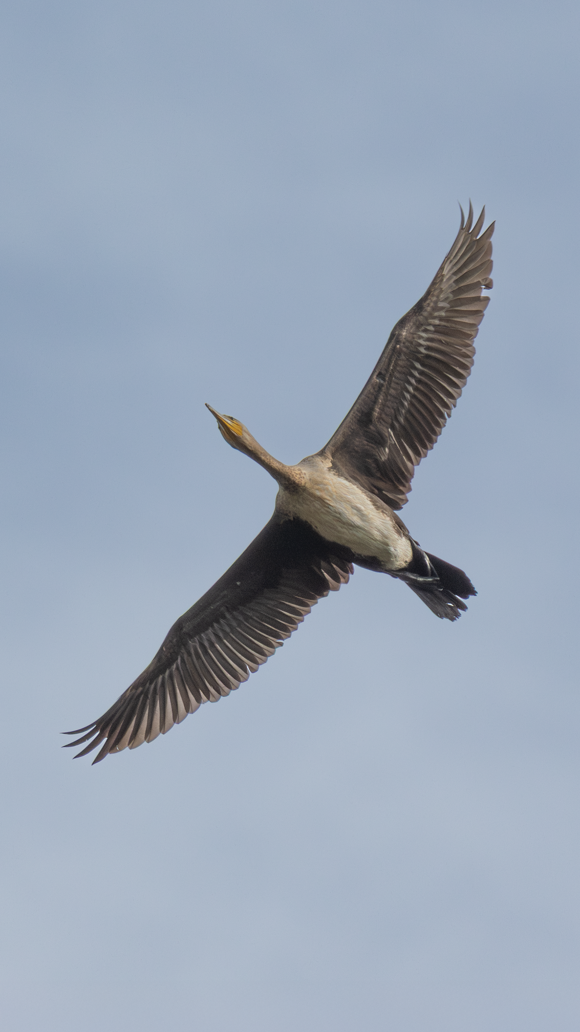 Great Cormorant — Canon R7 + EF 100–400mm @400mm · f/5.6 · 1/1600 · ISO 200