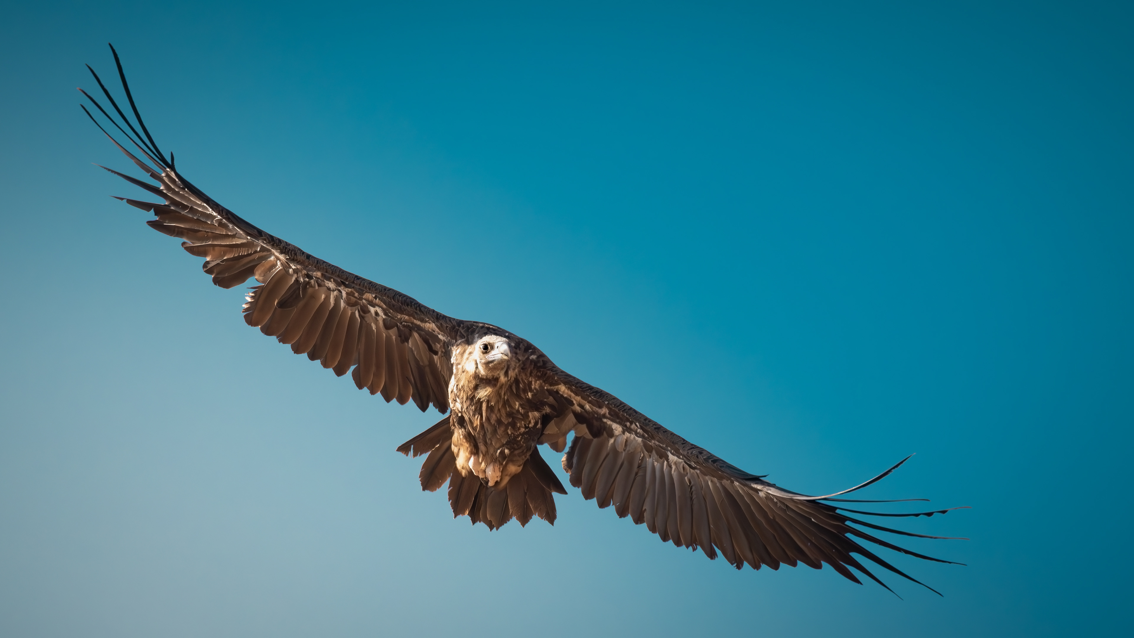 Cinereous Vulture — Canon R7 + EF 100–400mm @400mm · f/8 · 1/2500 · ISO 1000
