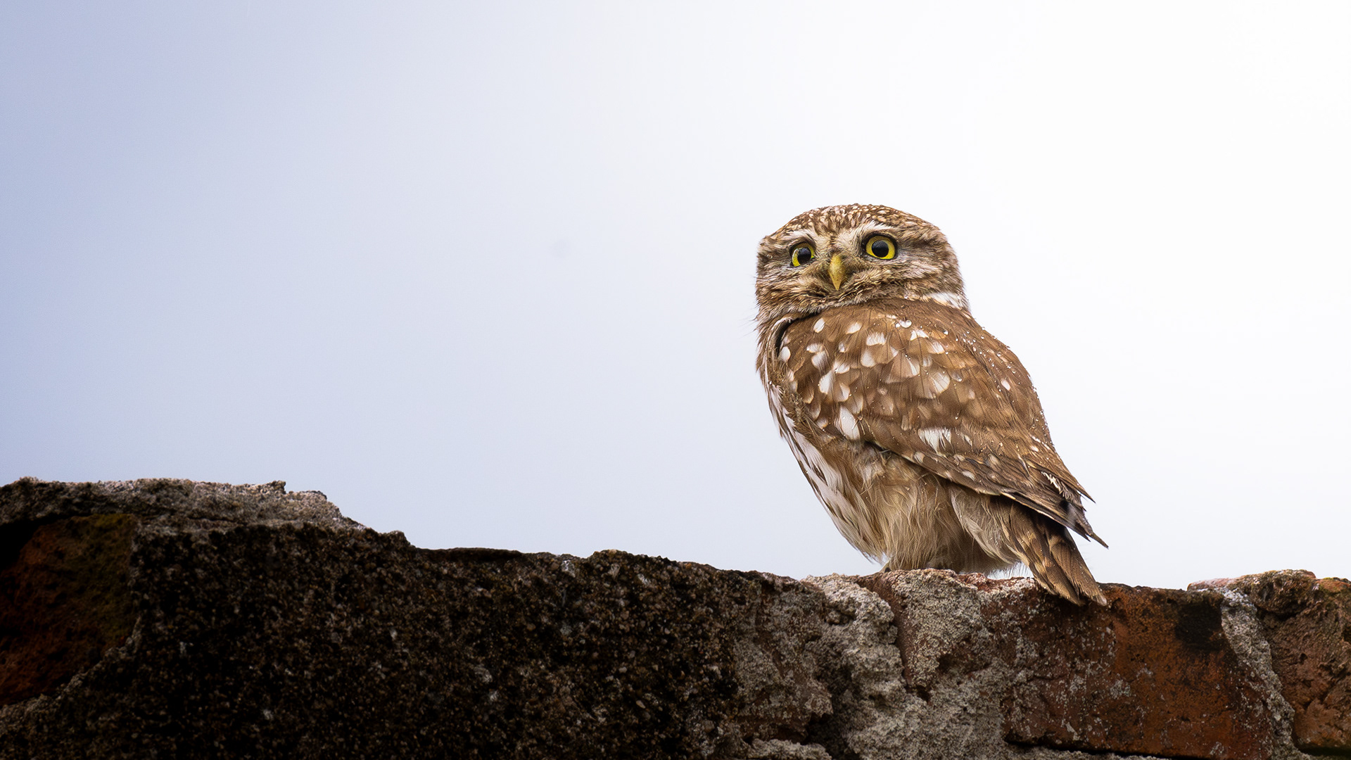 Little Owl — Canon R7 + EF 100–400mm @340mm · f/8 · 1/640 · ISO 800