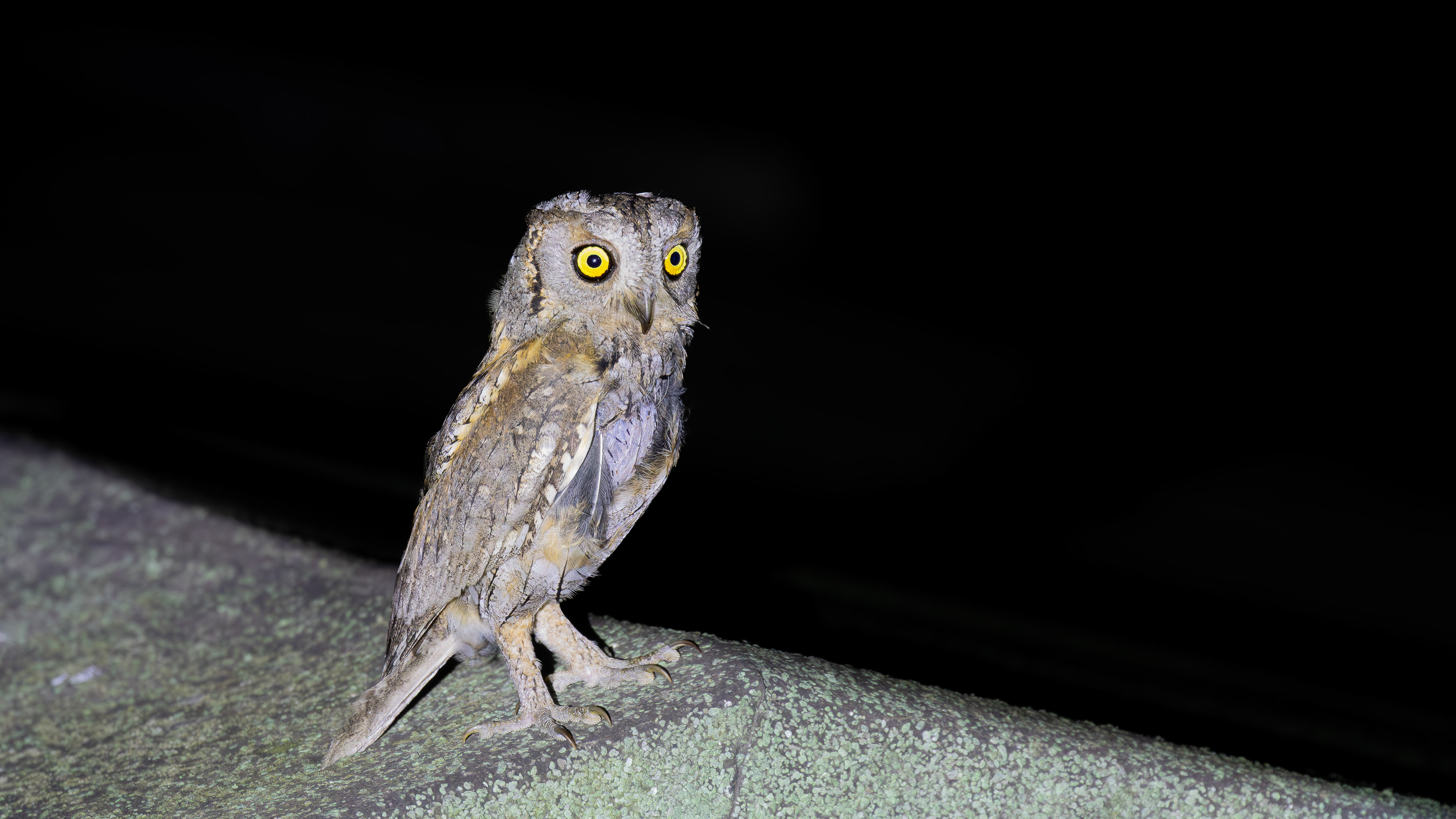 Eurasian Scops Owl — Canon R7 + EF 100–400mm @400mm · f/5.6 · 1/100 · ISO 4000