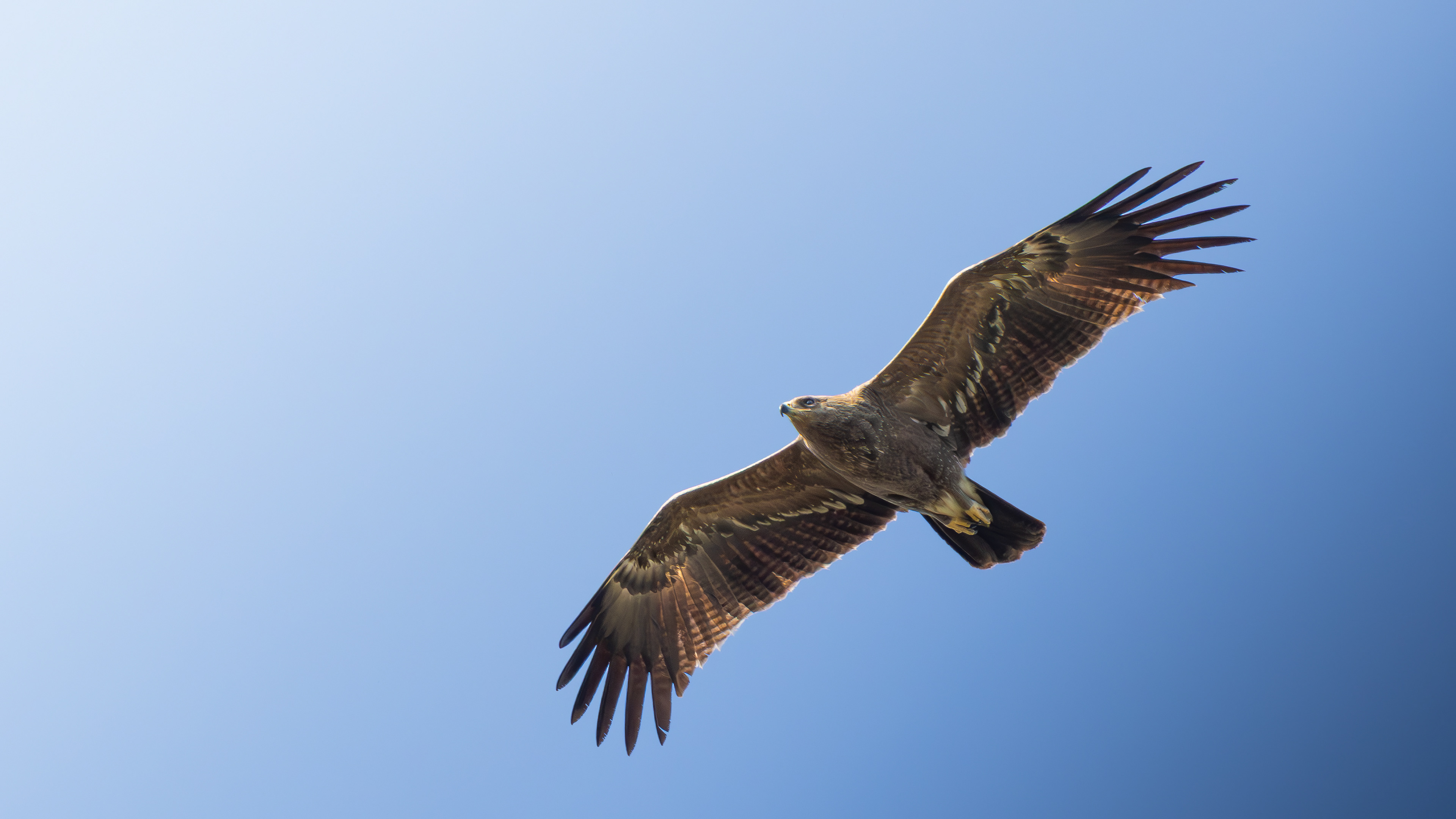 Lesser Spotted Eagle — Canon R7 + EF 100–400mm @340mm · f/7.1 · 1/1600 · ISO 640