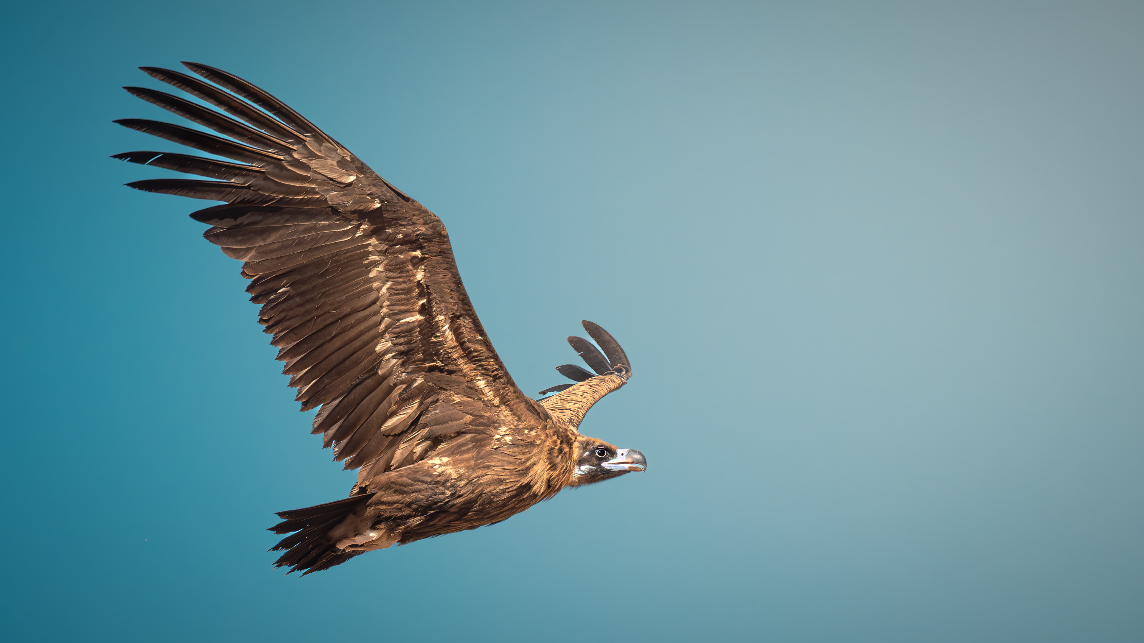 Cinereous Vulture — Canon R7 + EF 100–400mm @400mm · f/8 · 1/2500 · ISO 640