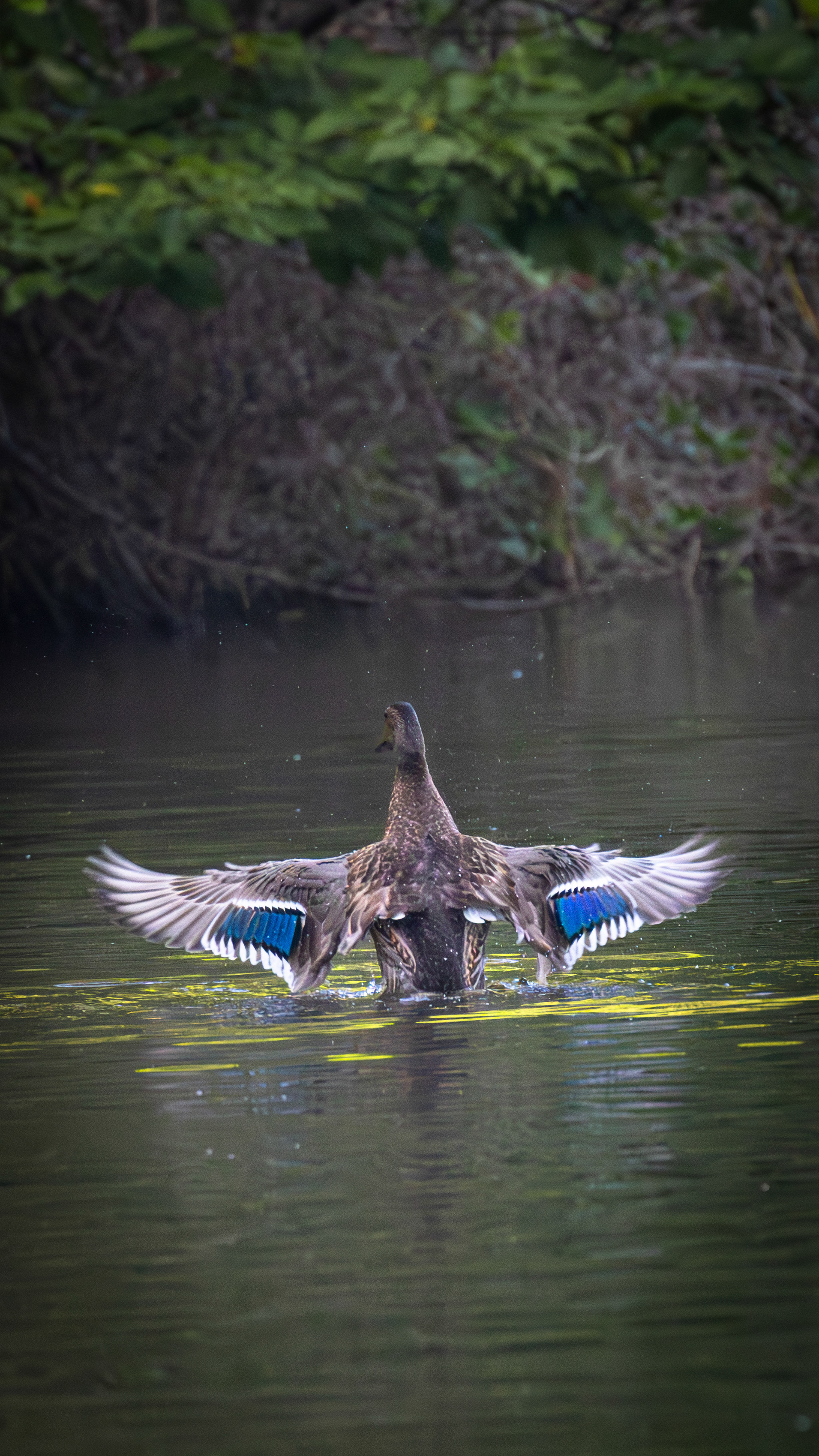 Mallard — Canon R7 + EF 100–400mm @400mm · f/5.6 · 1/1250 · ISO 6400
