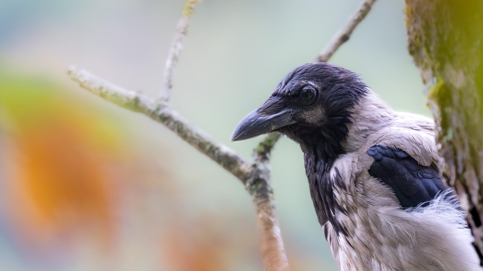 Hooded Crow — Canon R7 + EF 100–400mm @400mm · f/5.6 · 1/100 · ISO 5000