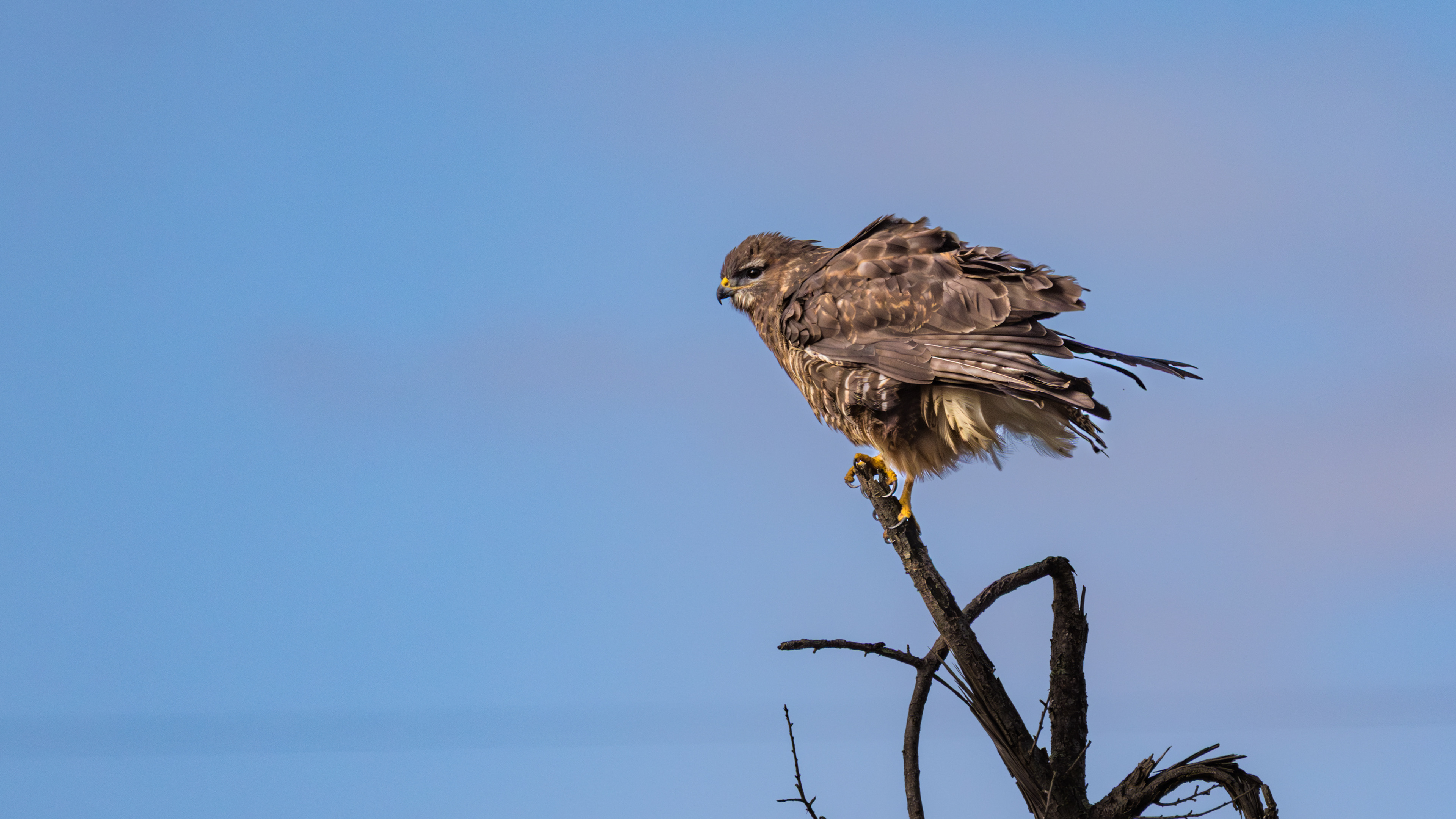 Common Buzzard — Canon R7 + EF 100–400mm @400mm · f/7.1 · 1/2500 · ISO 500