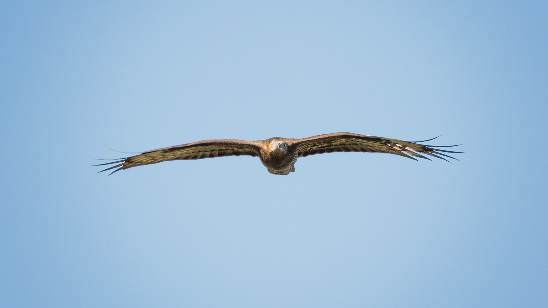 European Honey Buzzard — Canon R7 + EF 100–400mm @400mm · f/7.1 · 1/1600 · ISO 400