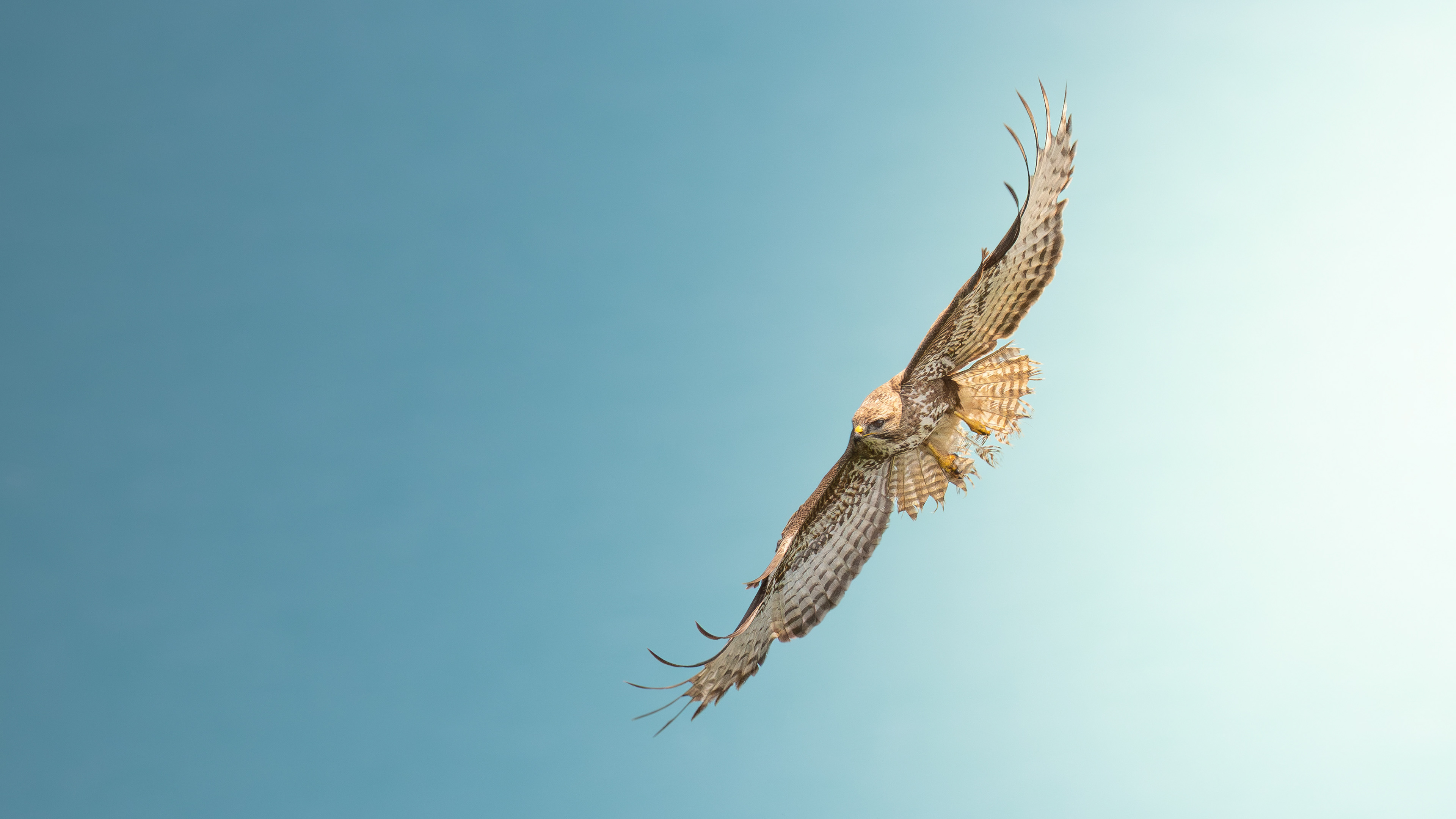 Common Buzzard — Canon R7 + EF 100–400mm @400mm · f/8 · 1/1600 · ISO 640