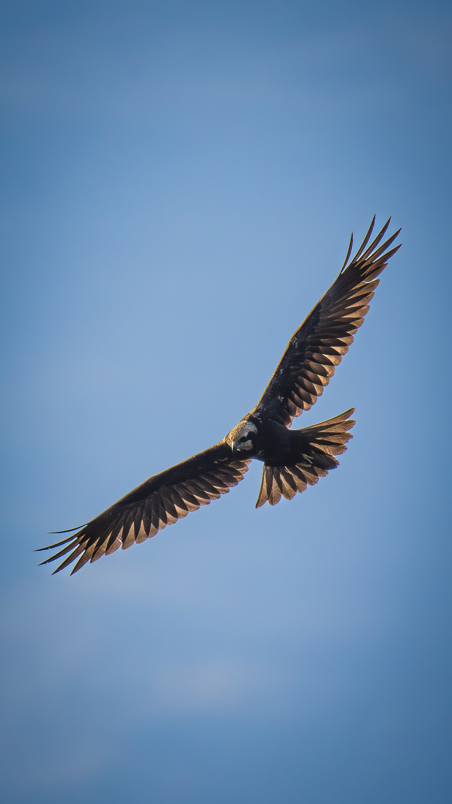 Western Marsh Harrier — Canon R7 + EF 100–400mm @400mm · f/7.1 · 1/3200 · ISO 320