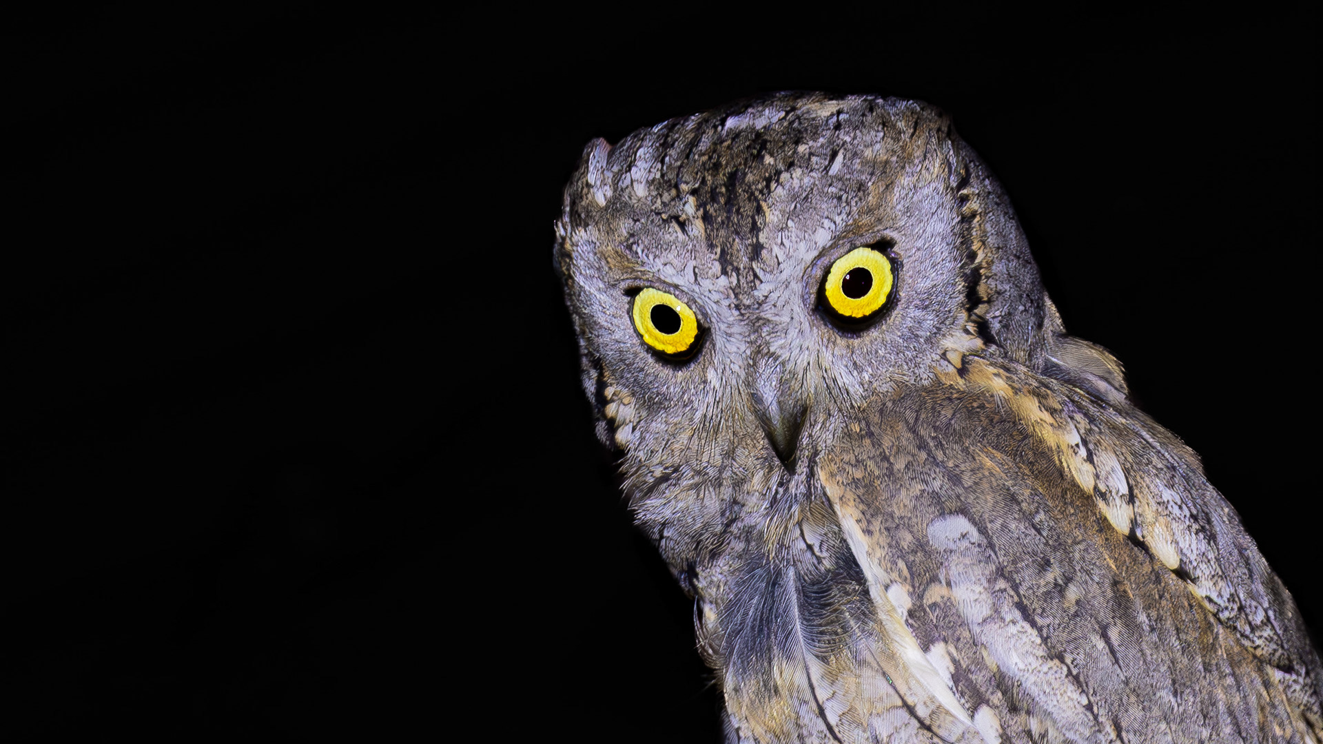 Eurasian Scops Owl — Canon R7 + EF 100–400mm @400mm · f/5.6 · 1/100 · ISO 1000