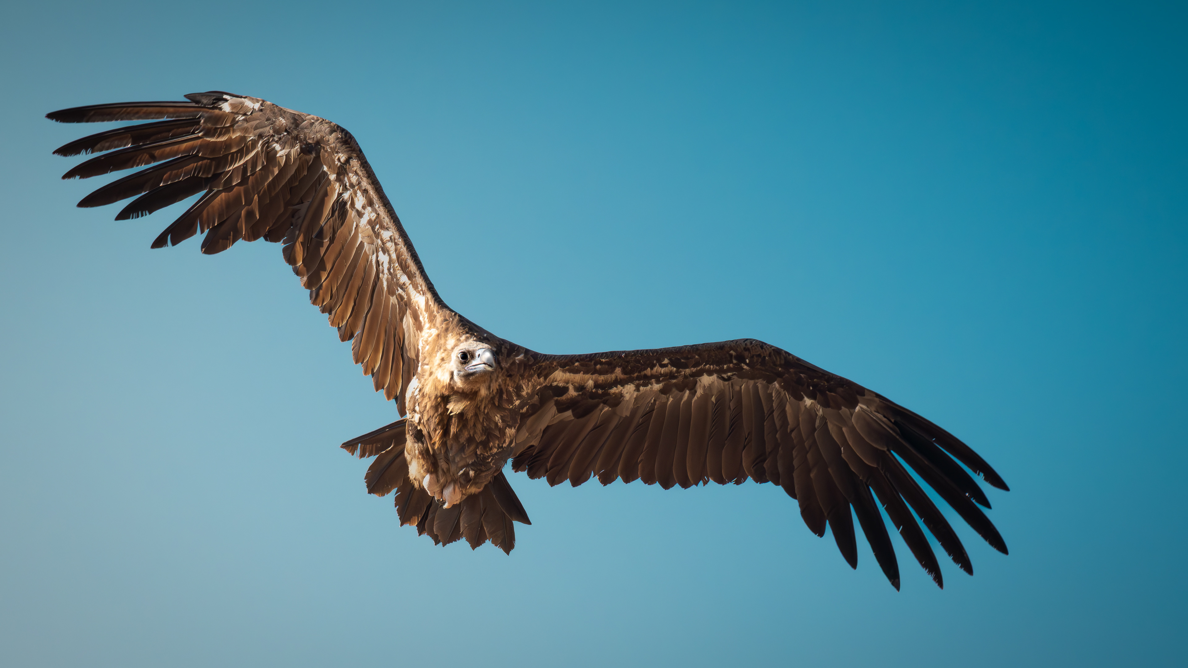 Cinereous Vulture — Canon R7 + EF 100–400mm @400mm · f/8 · 1/2500 · ISO 1000