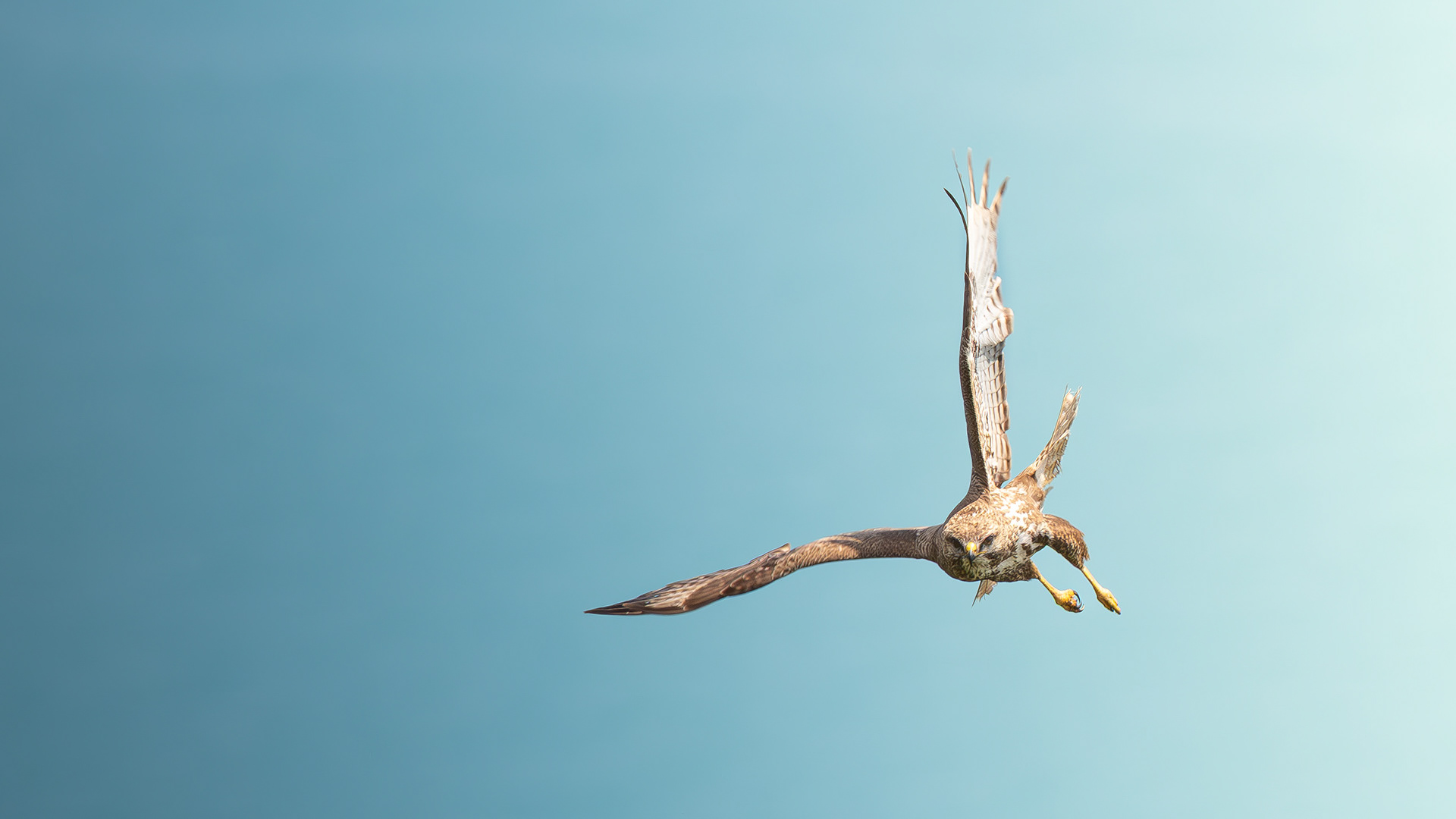 Common Buzzard — Canon R7 + EF 100–400mm @400mm · f/8 · 1/1600 · ISO 640