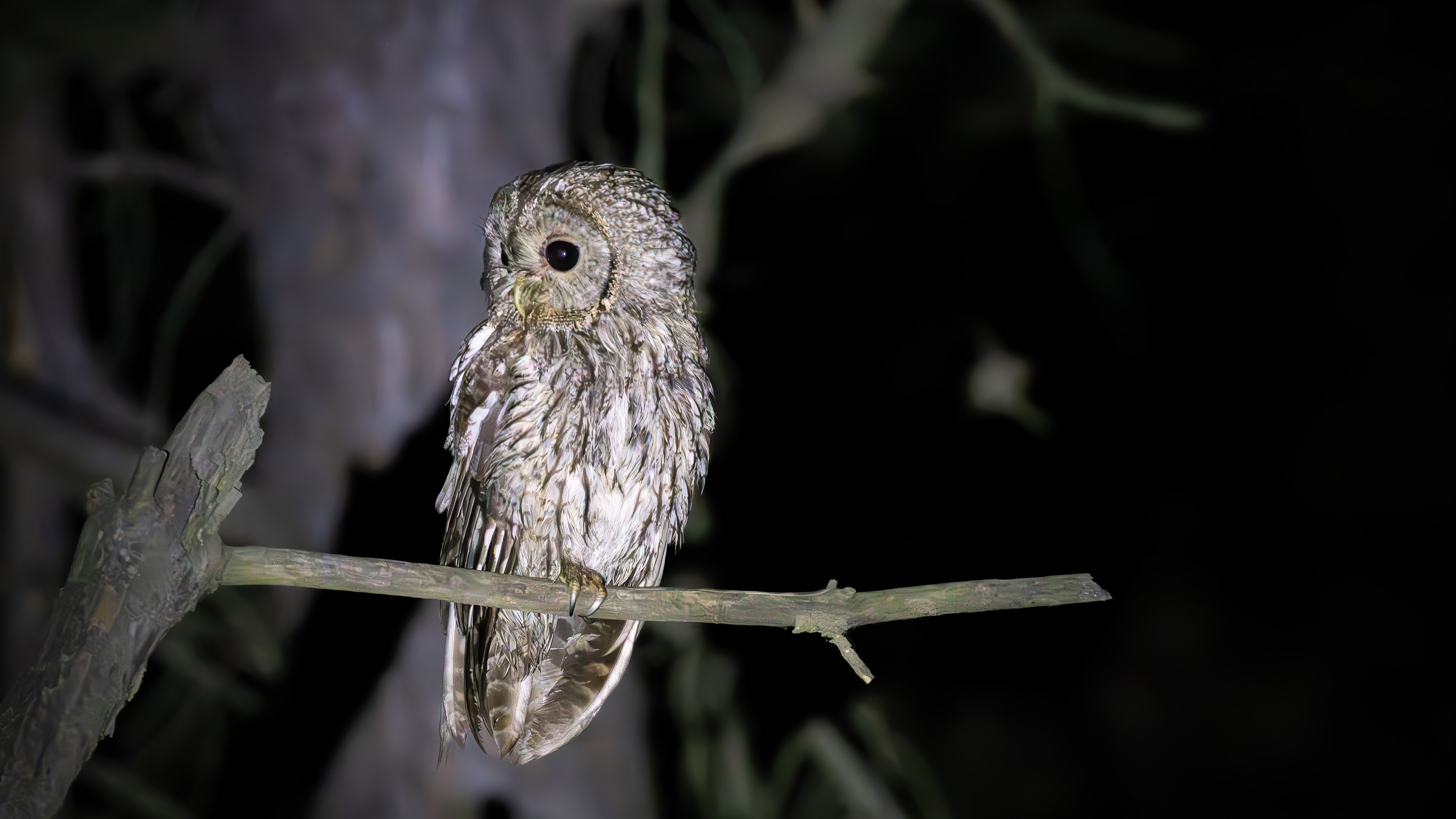 Tawny Owl — Canon R7 + EF 100–400mm @400mm · f/5.6 · 1/80 · ISO 32000