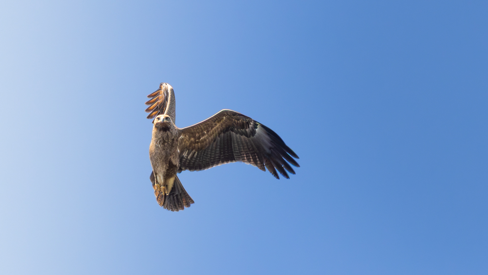 Lesser Spotted Eagle — Canon R7 + EF 100–400mm @340mm · f/7.1 · 1/1600 · ISO 800