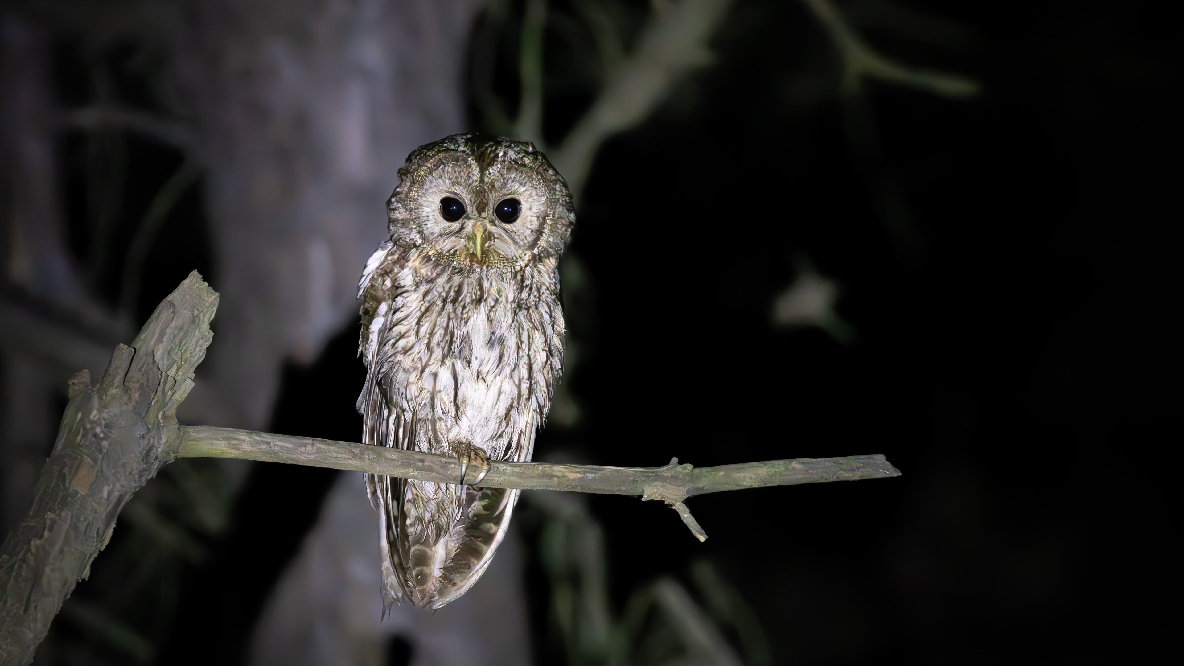 Tawny Owl — Canon R7 + EF 100–400mm @400mm · f/5.6 · 1/80 · ISO 32000