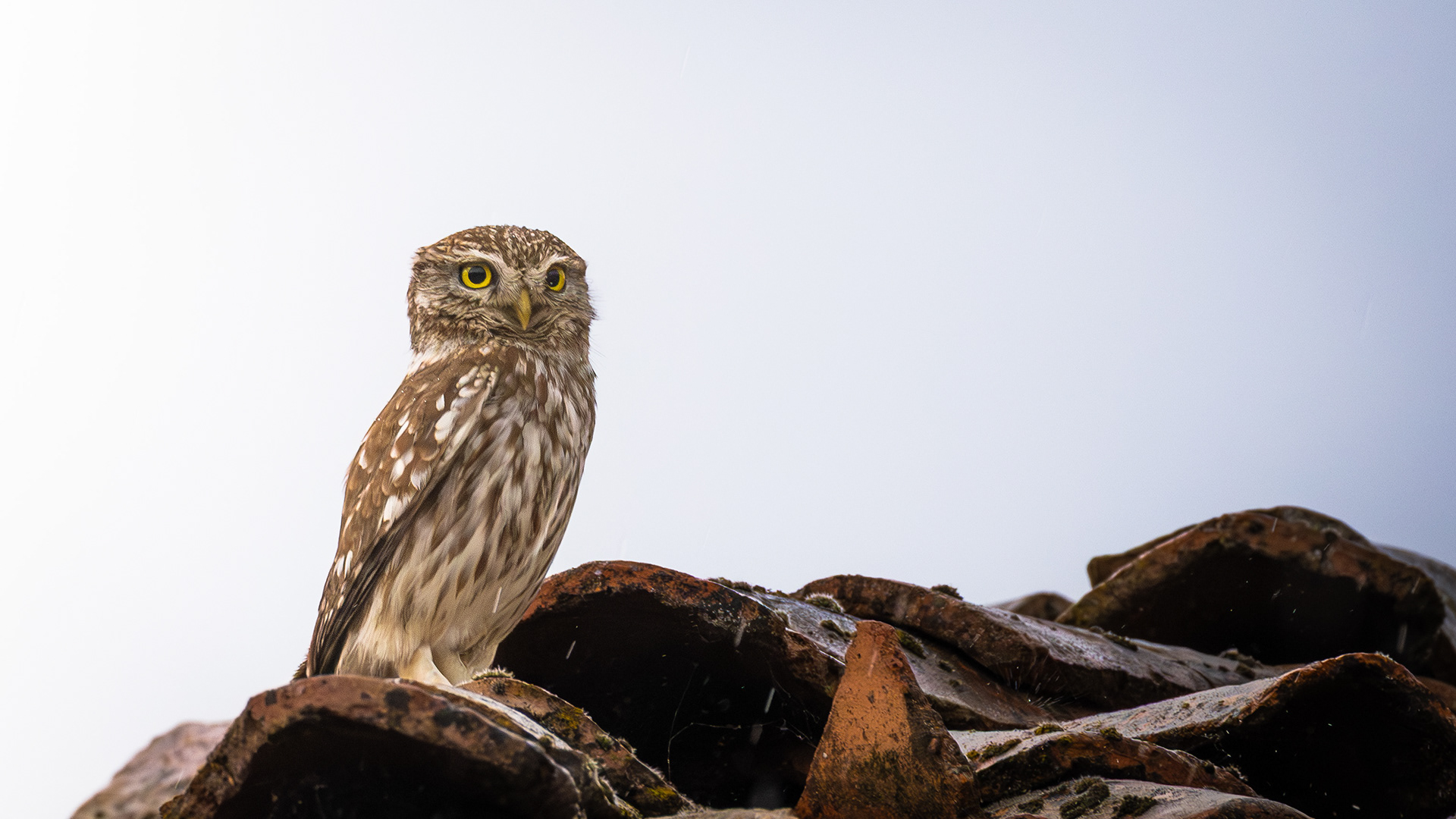 Little Owl — Canon R7 + EF 100–400mm @340mm · f/8 · 1/640 · ISO 1250