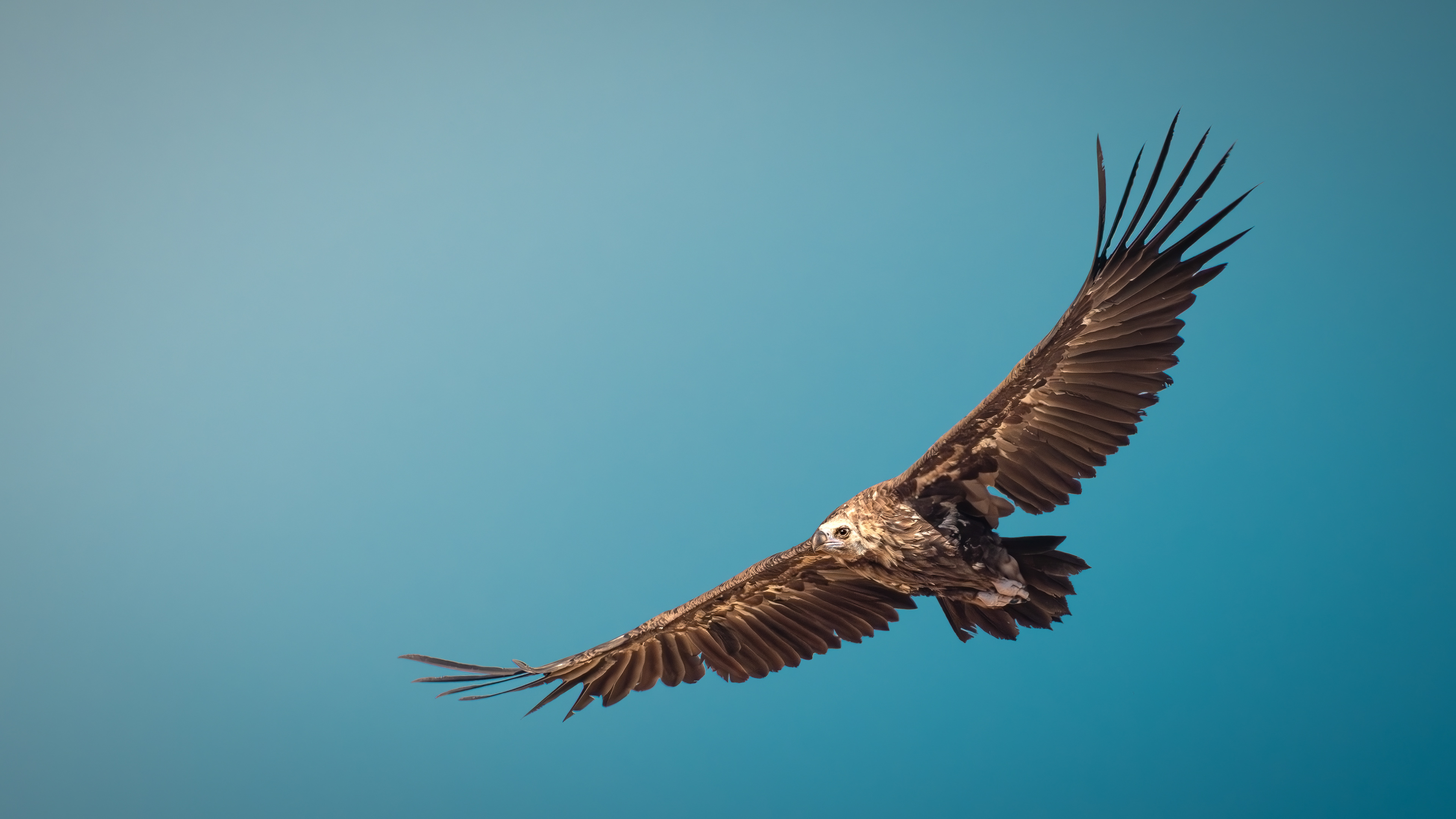 Cinereous Vulture — Canon R7 + EF 100–400mm @400mm · f/8 · 1/2500 · ISO 640