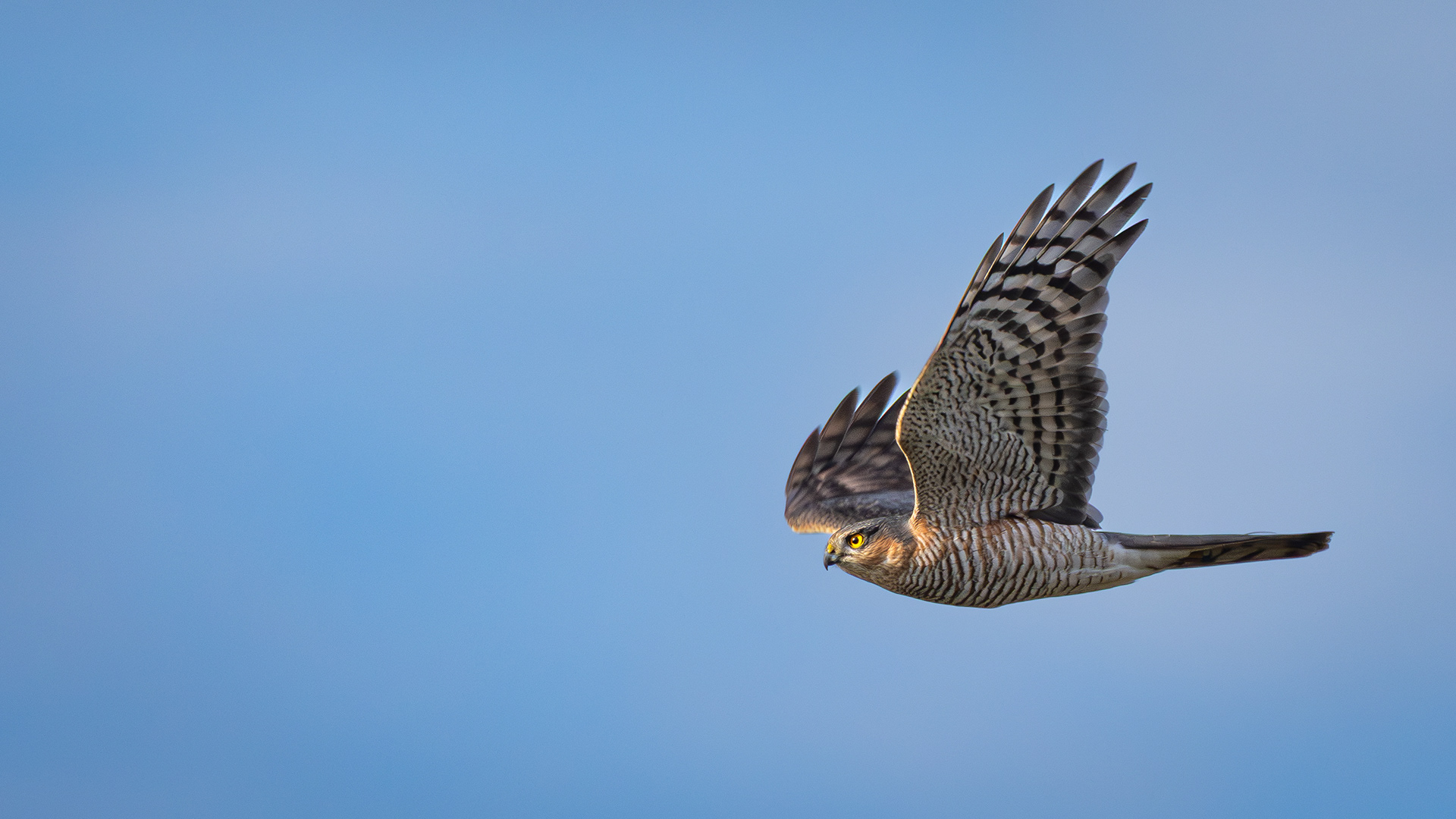 Eurasian Sparrowhawk — Canon R7 + EF 100–400mm @400mm · f/7.1 · 1/1600 · ISO 400
